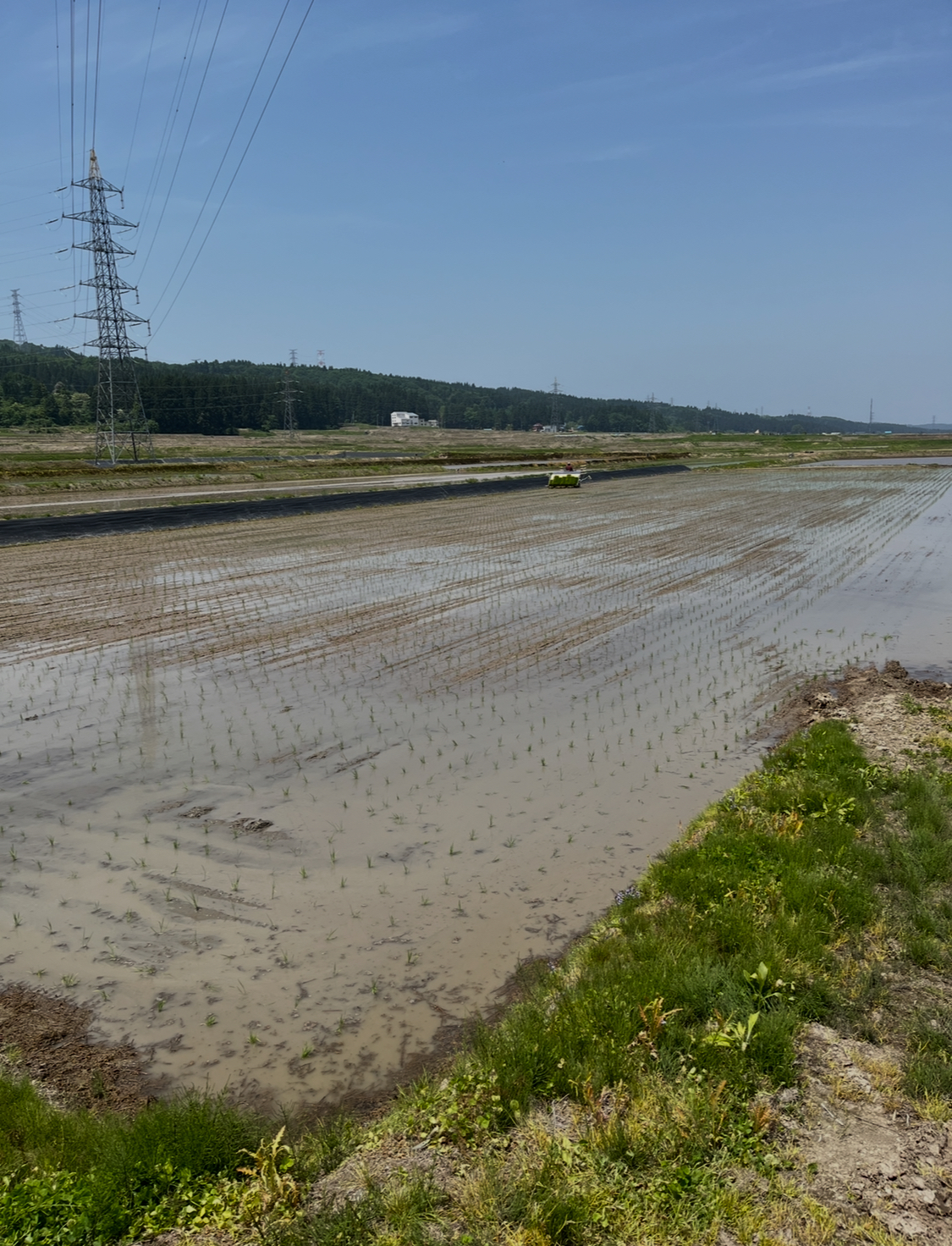 田植えが始まりました