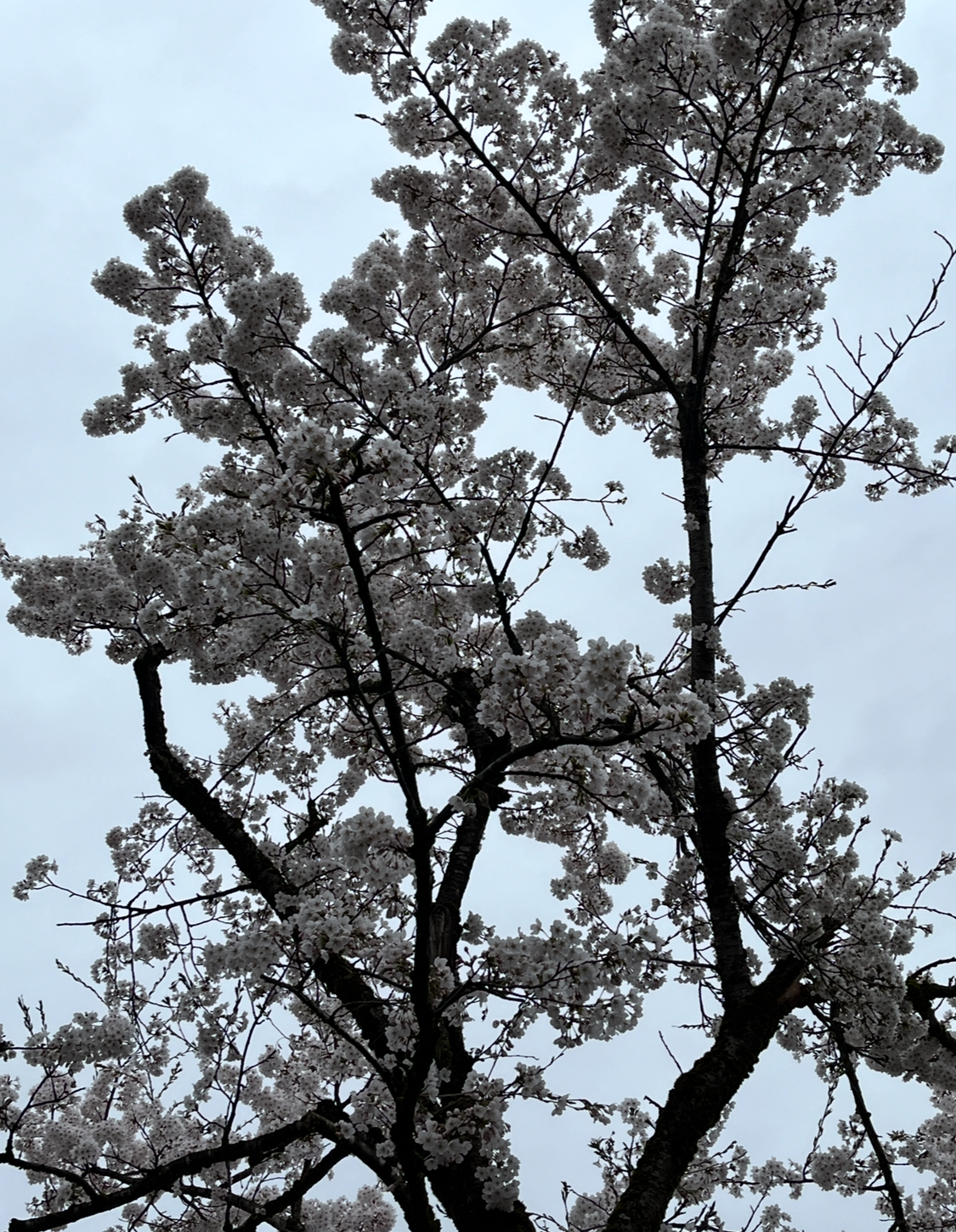 桜が満開になった