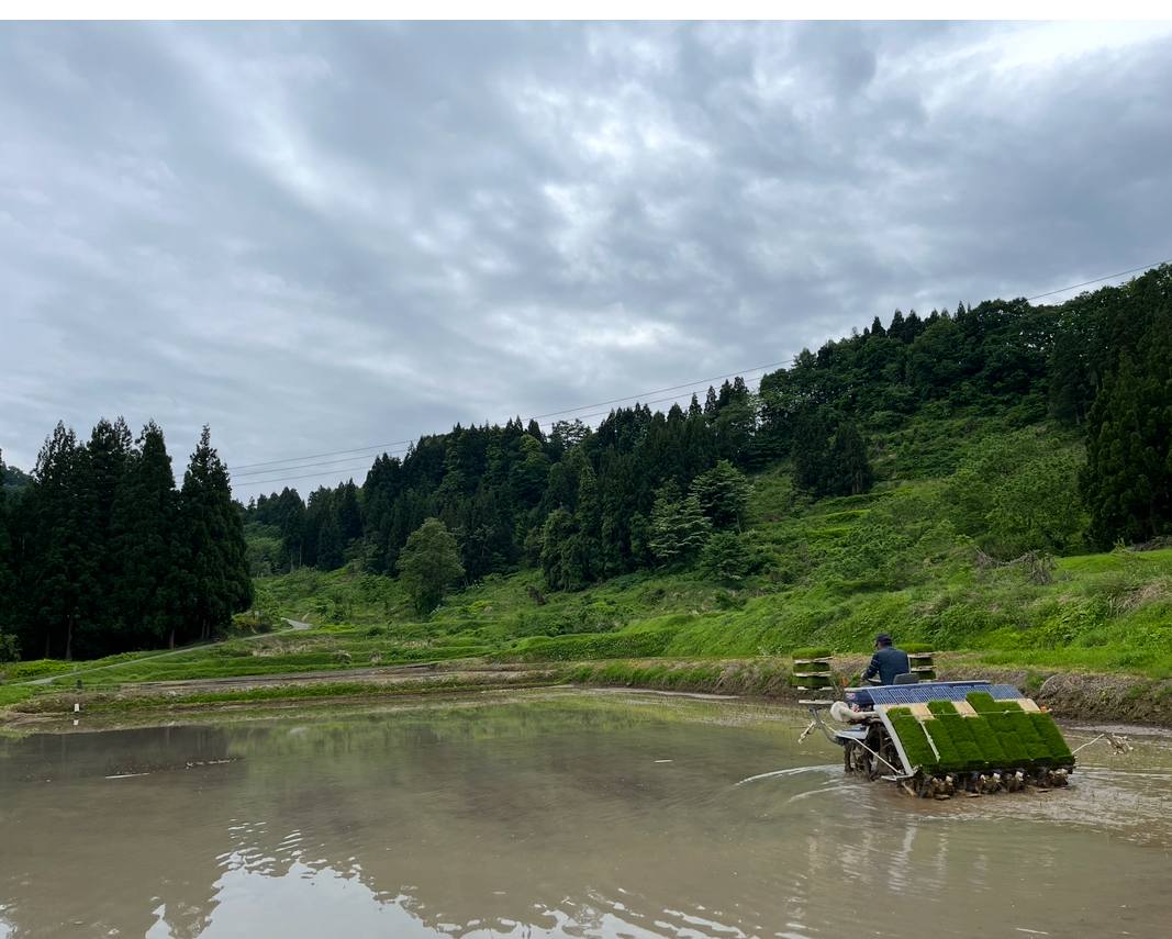 田植えが終わりました