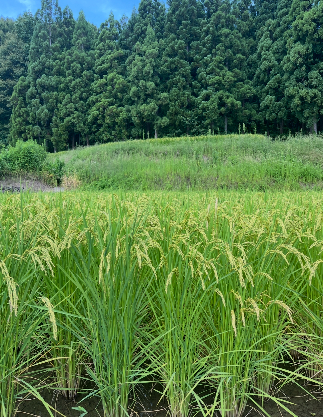 稲刈りまであと少し