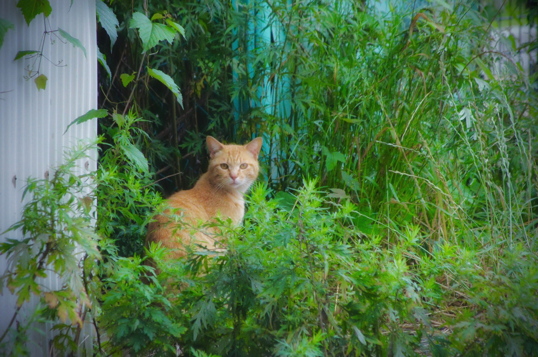 オープンセールは明日まで！