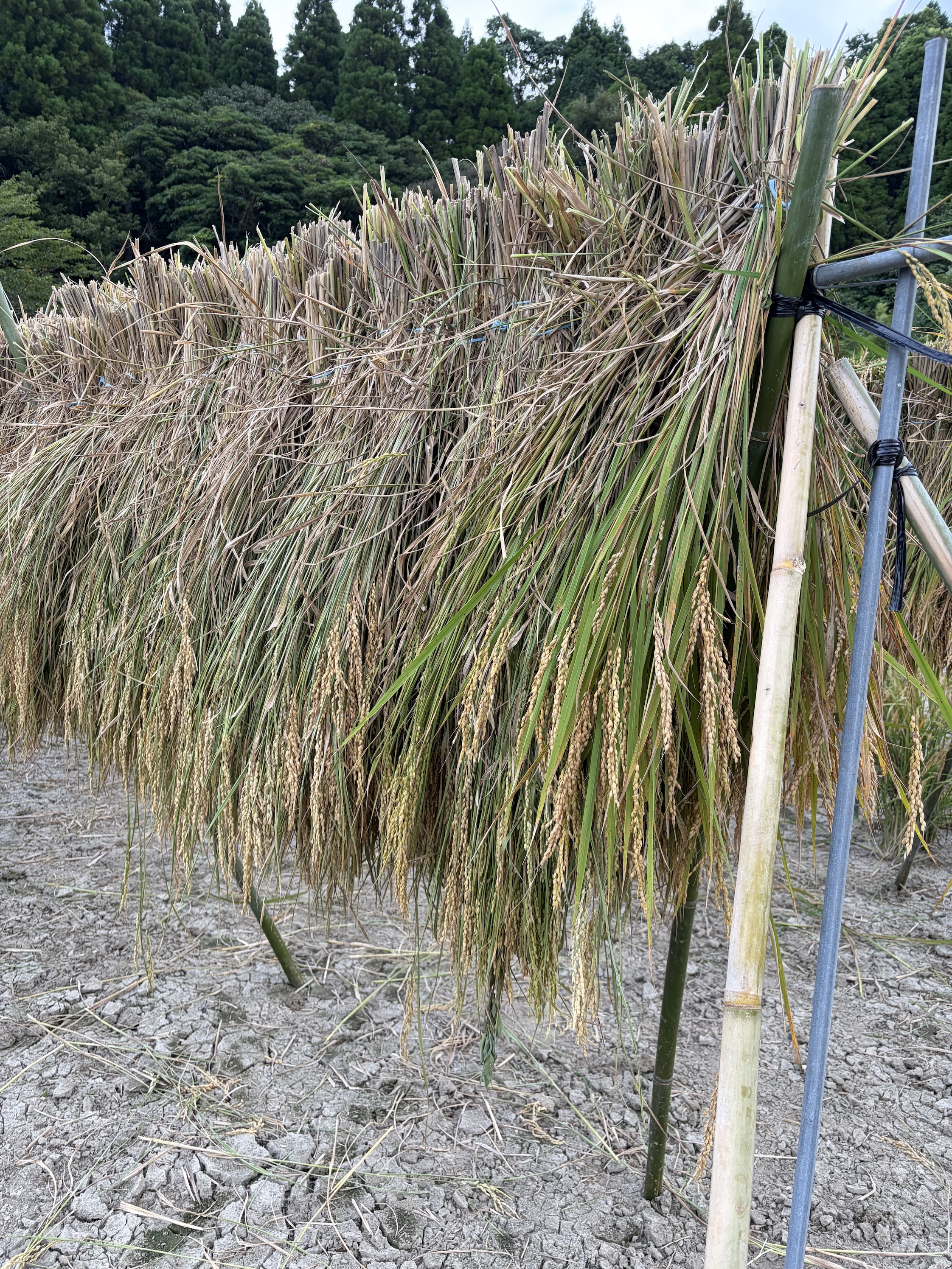 念願の稲架かけ。嬉しいけれど、やっぱり疲れた。
