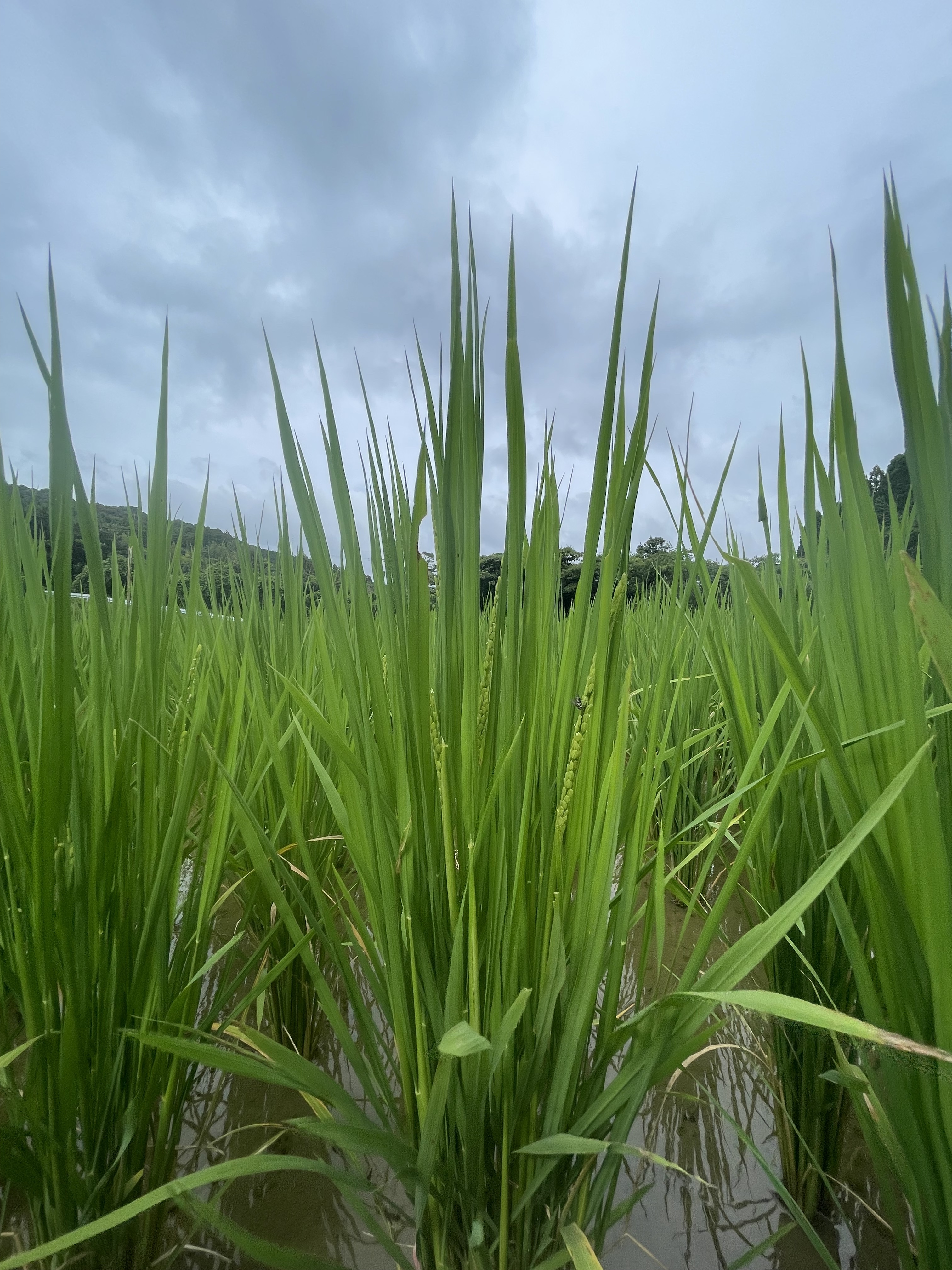 一株ずつ植えた稲が、穂を出しました。