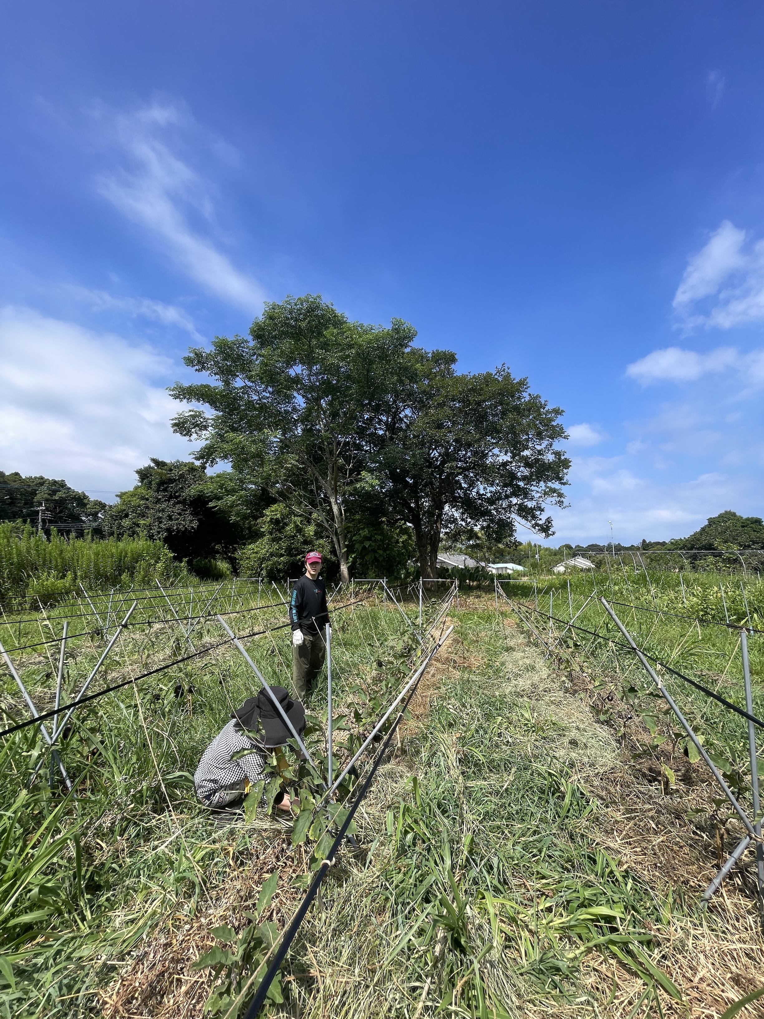 畑は、コツコツの積み重ね。
