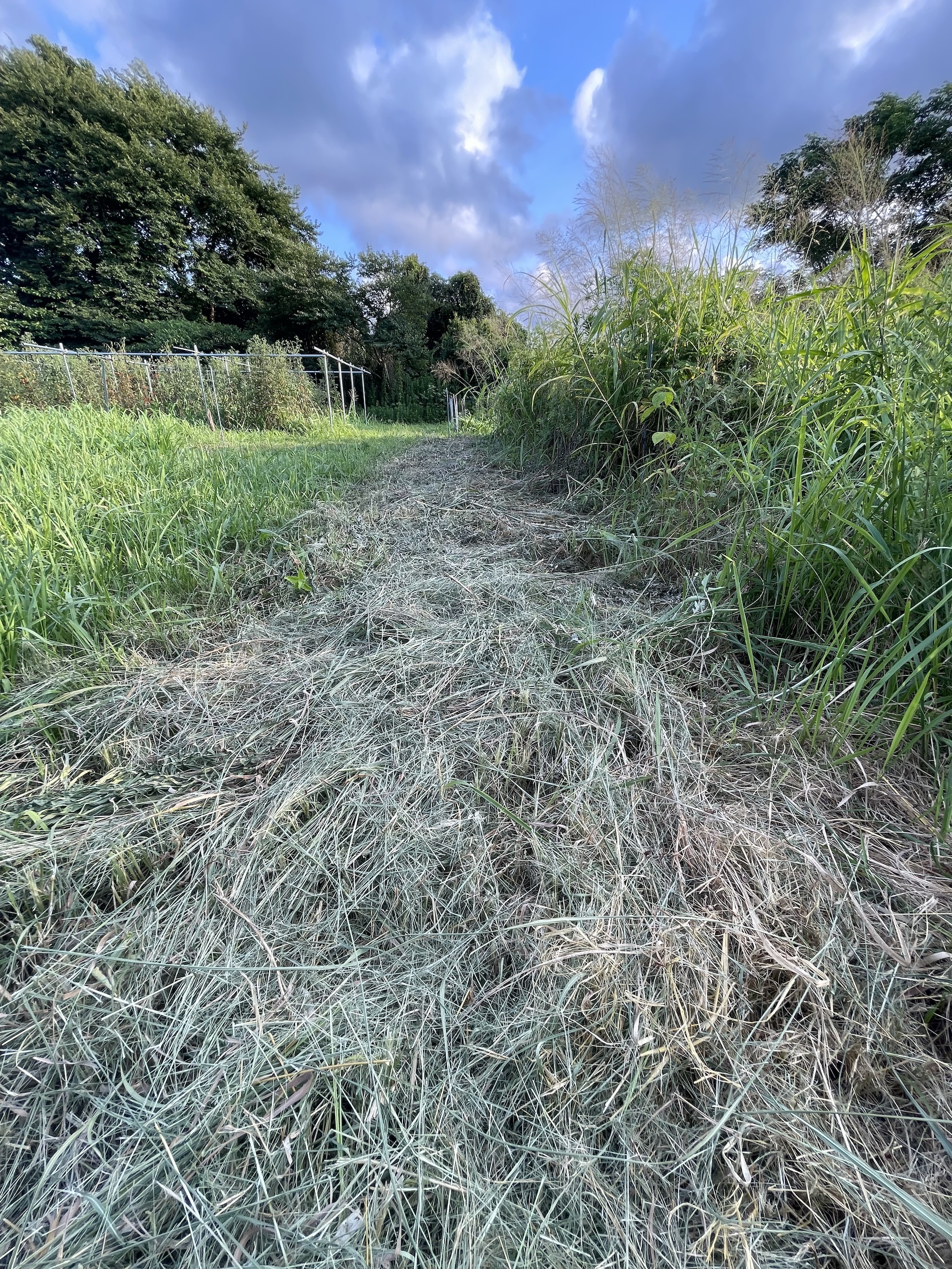 草を刈る日は、草と相談する。