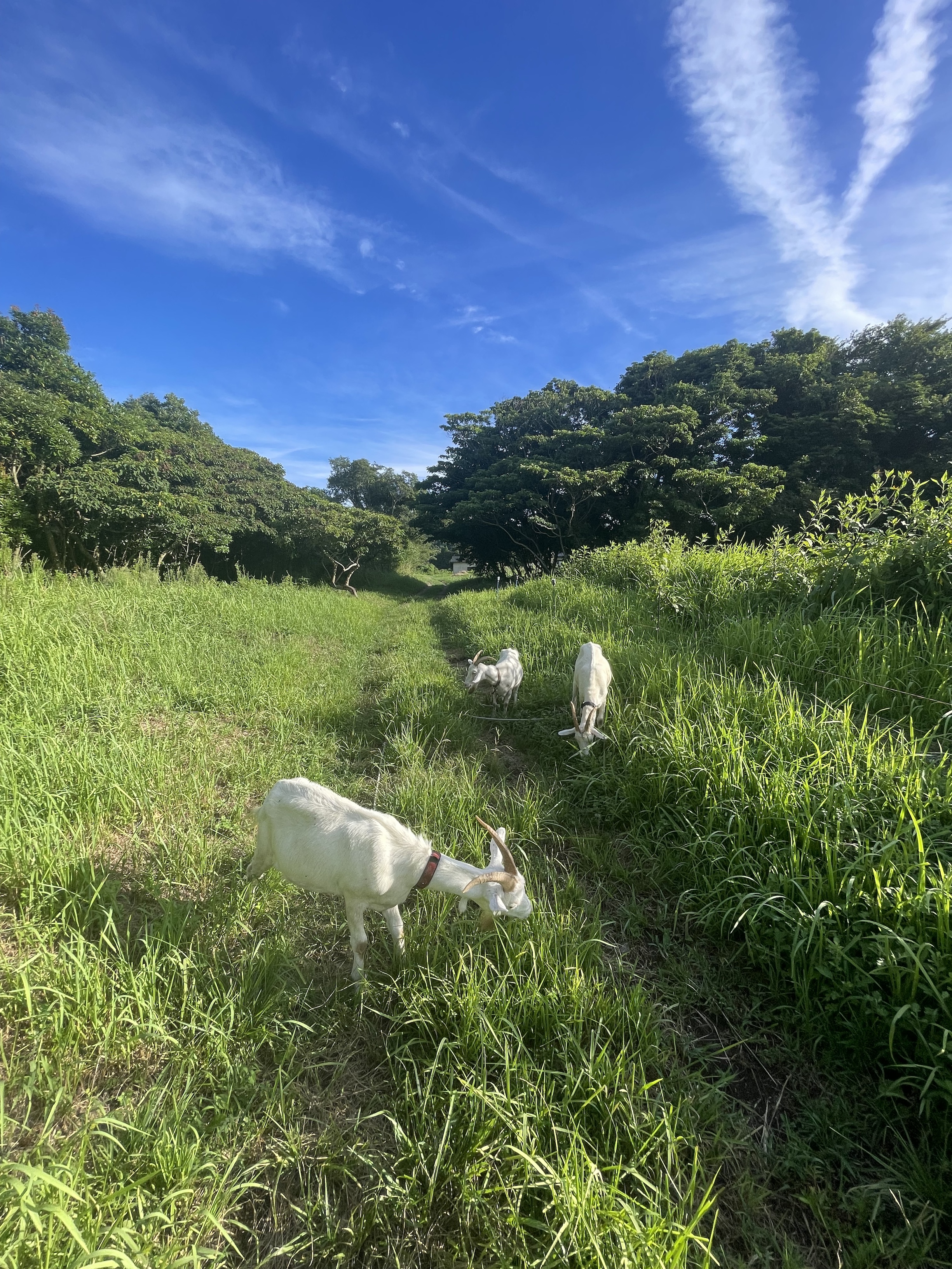 一日の終わり、ヤギと歩く。