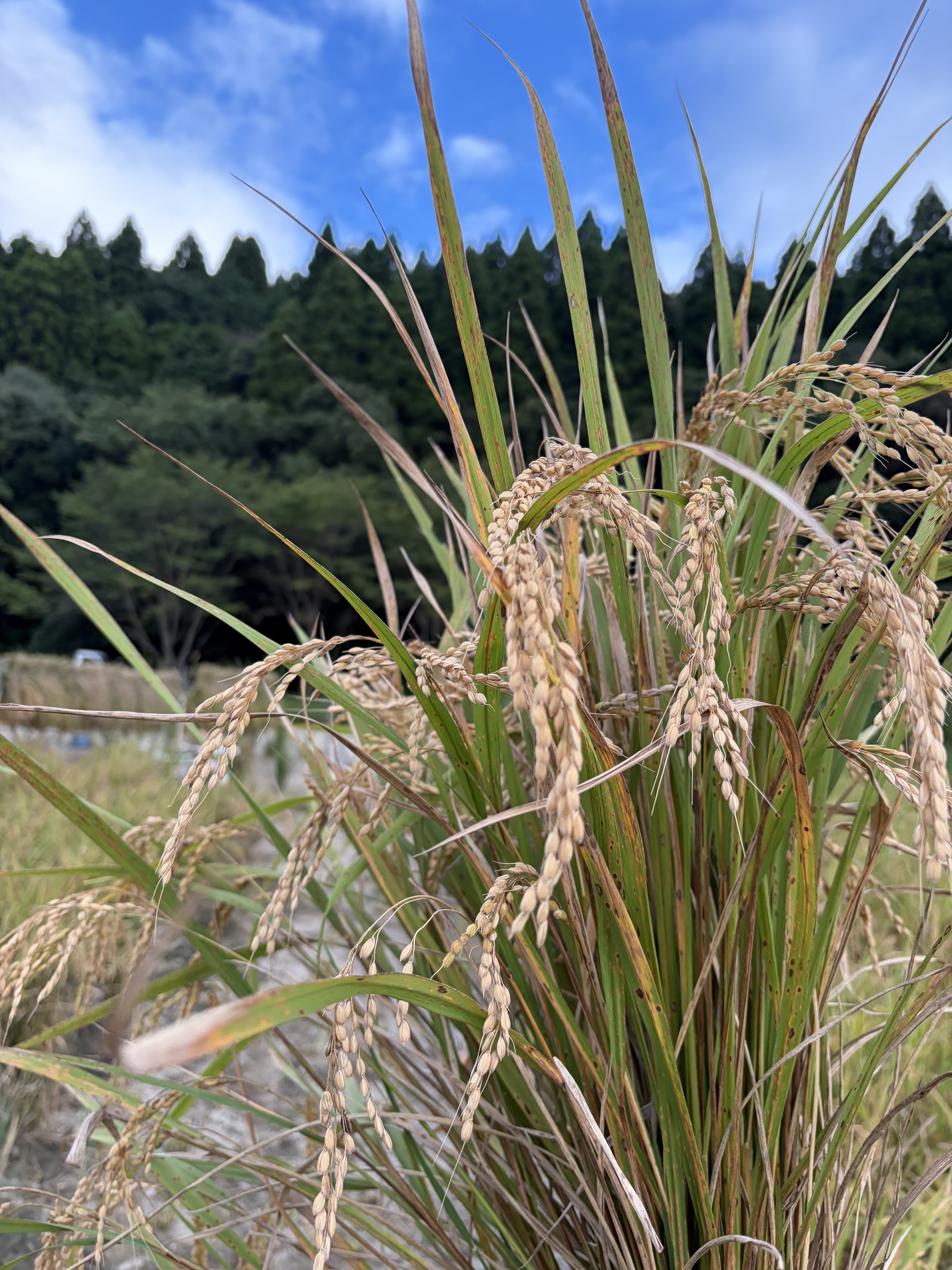 去年はできなかった稲刈りを、今年は。