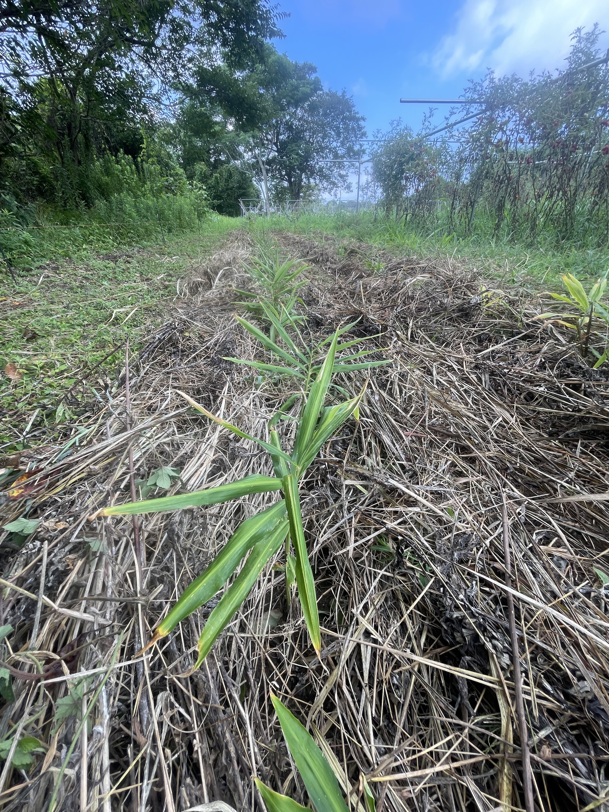 雨のあとが、畑仕事のタイミング。