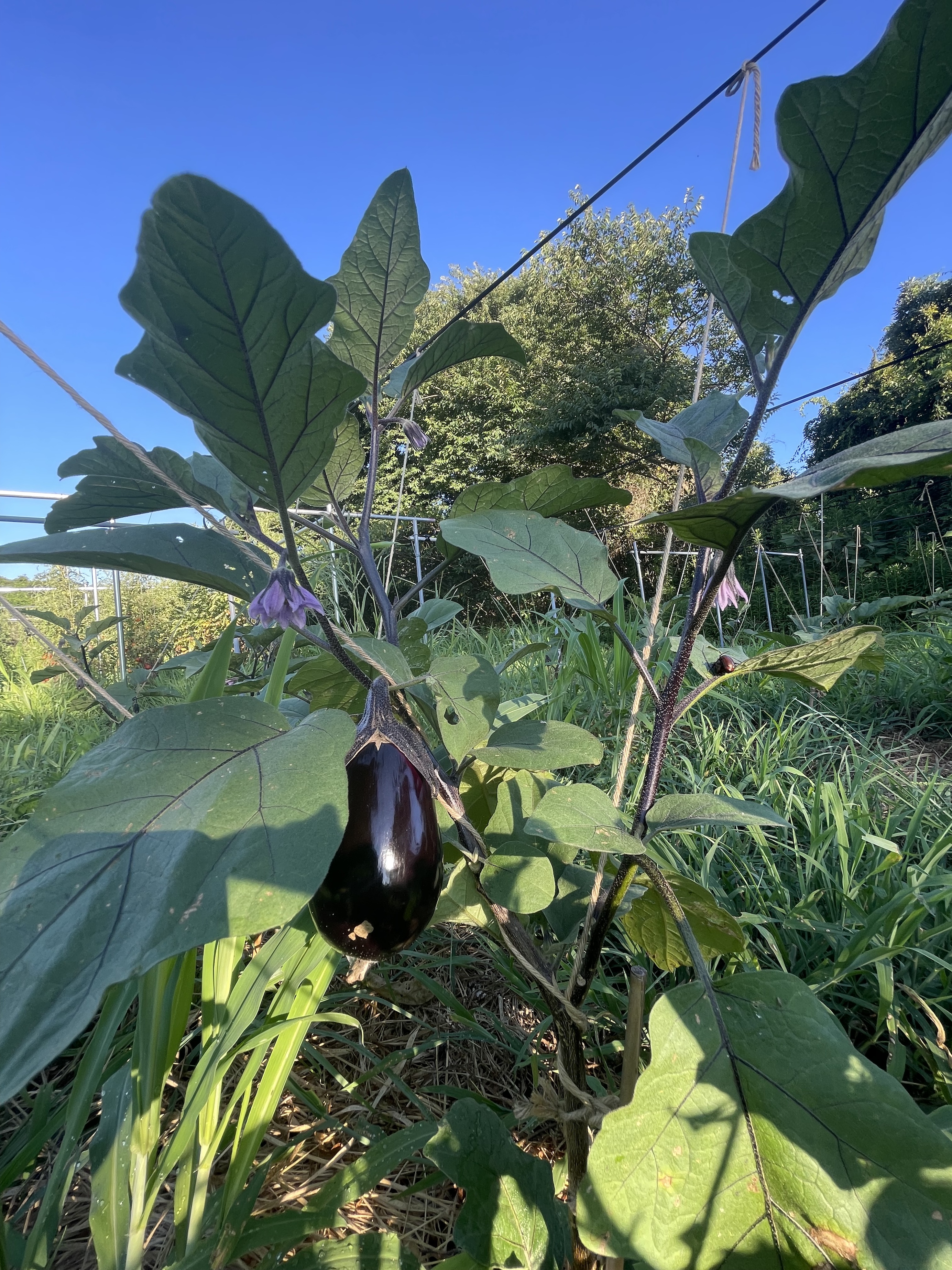 野菜づくりは、一年に一度の答え合わせ。