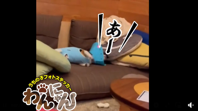 20240707そうかライオンだ！