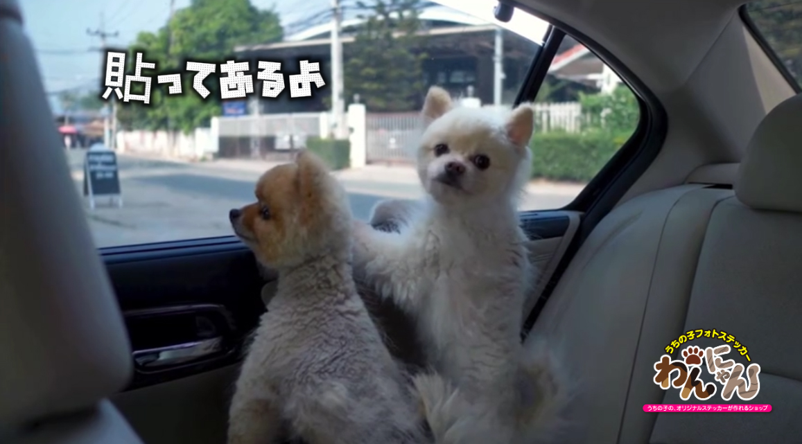 20241026_この車にも貼ってあるのかな？