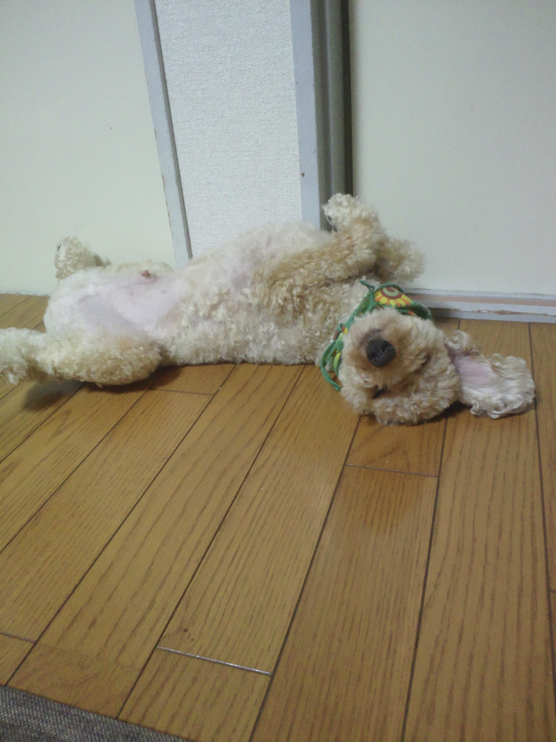 床が涼しいのか転がるわんこ、あったかくなるとこの光景が多くなる気がする。近づいても反応なし・・・