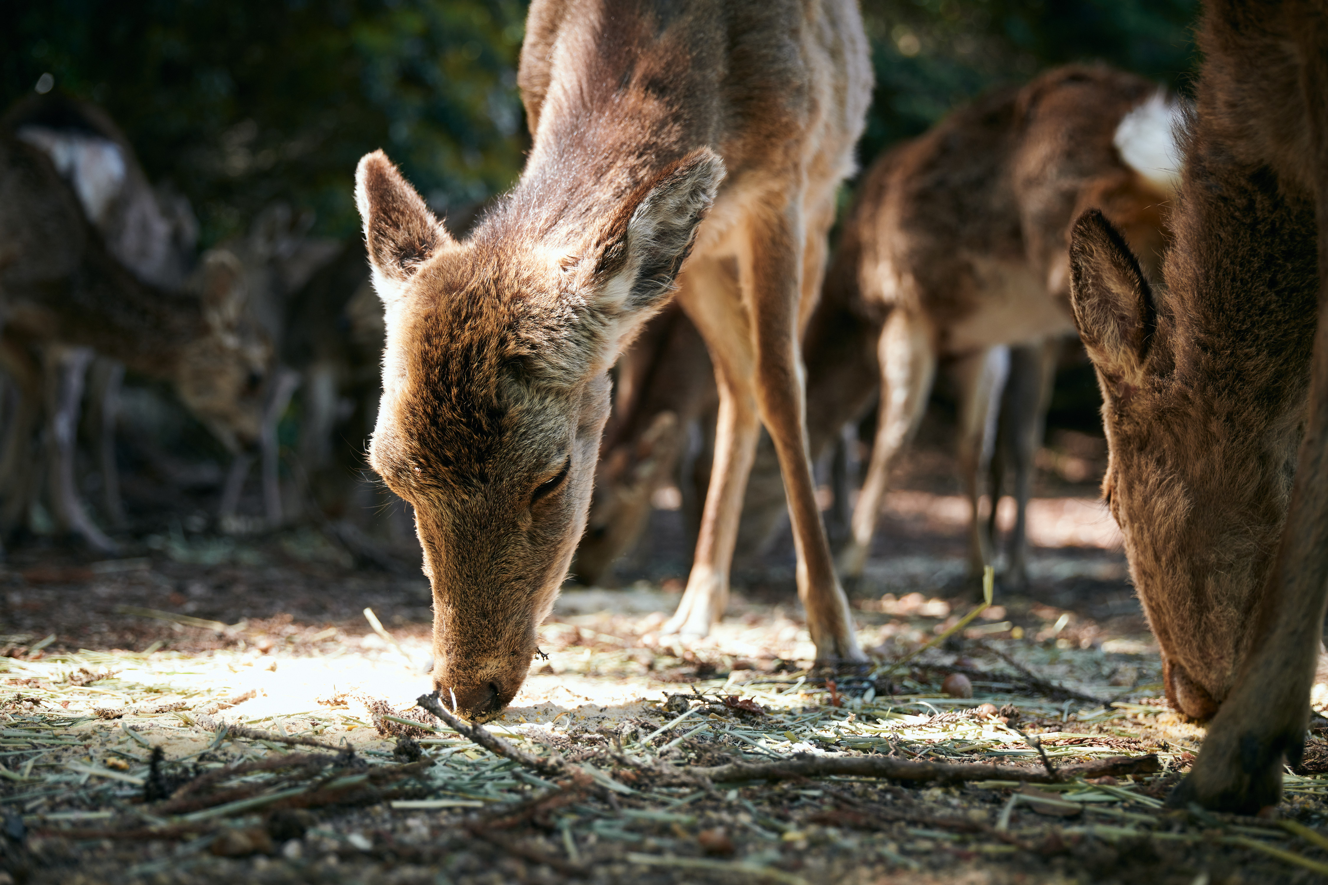 【みやじまの塩 本店】オープン延期のお知らせ