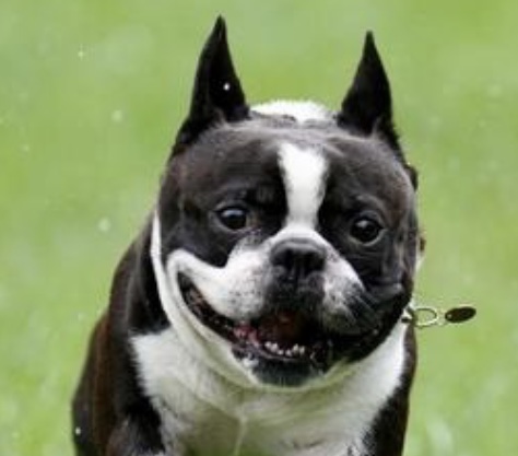 鶏肉の栄養素が犬にとって有効な理由