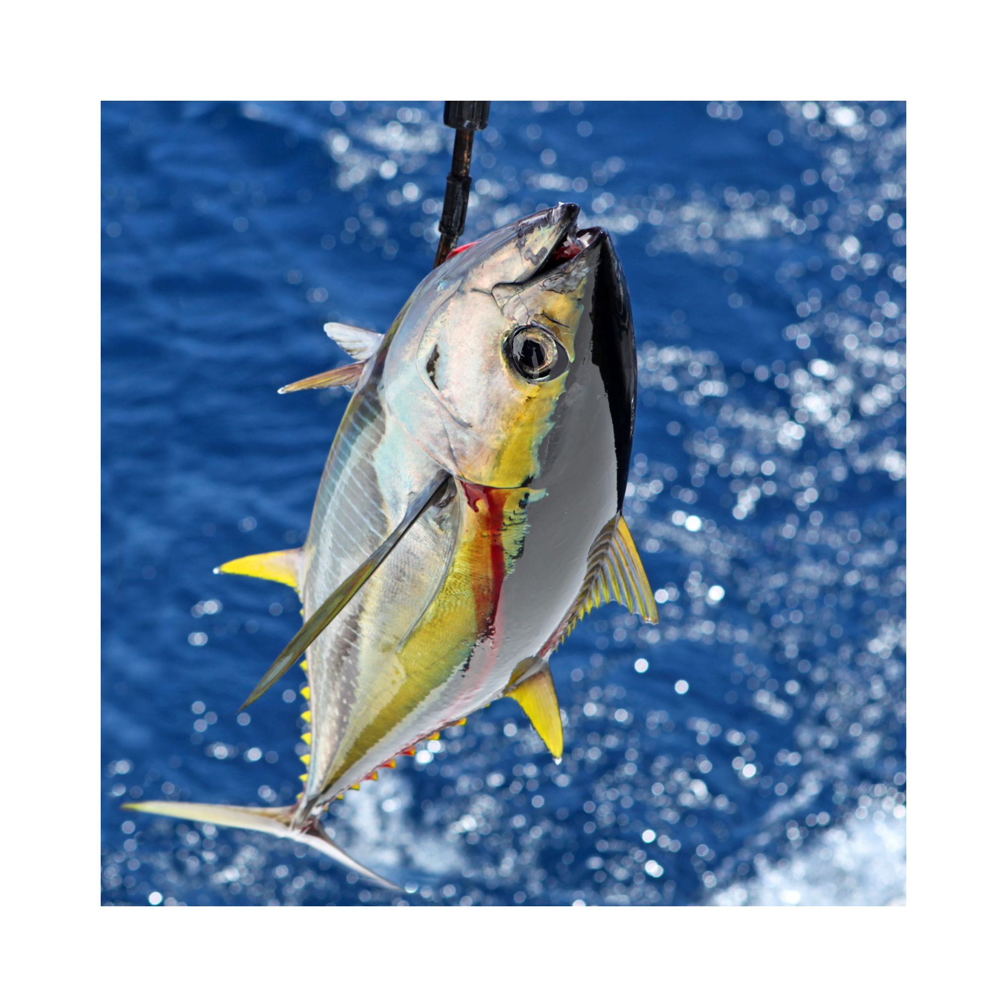 マグロの力