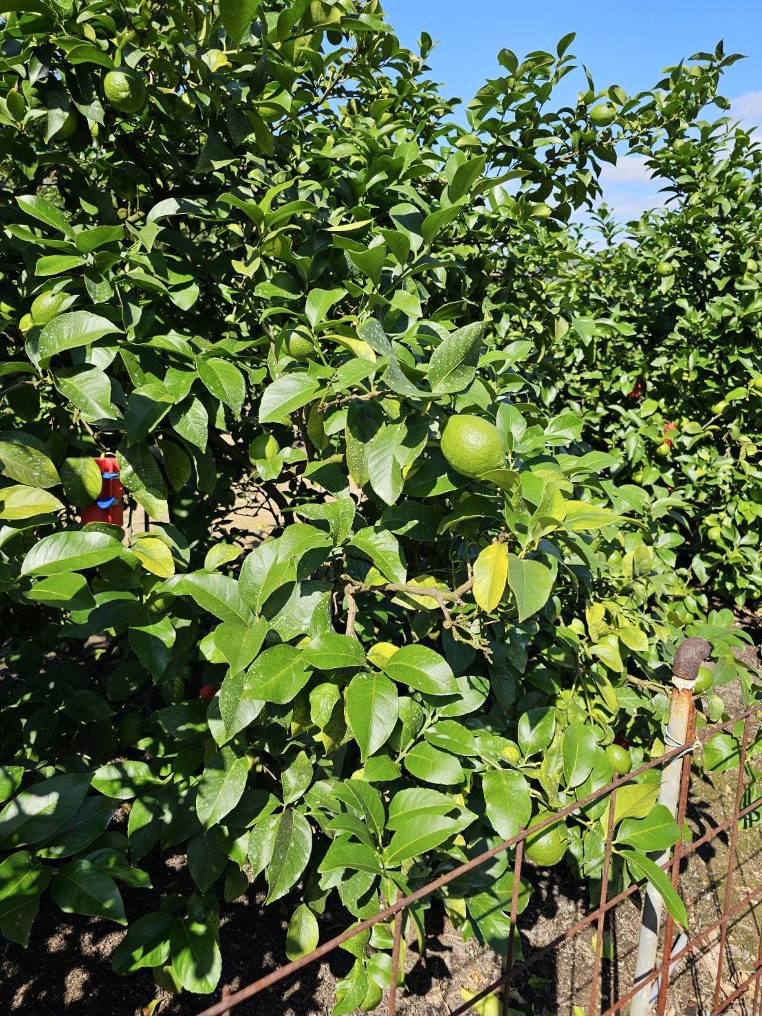 ブログを始めて2ヶ月。酸っぱいものが苦手な私が、レモンについて書いている理由