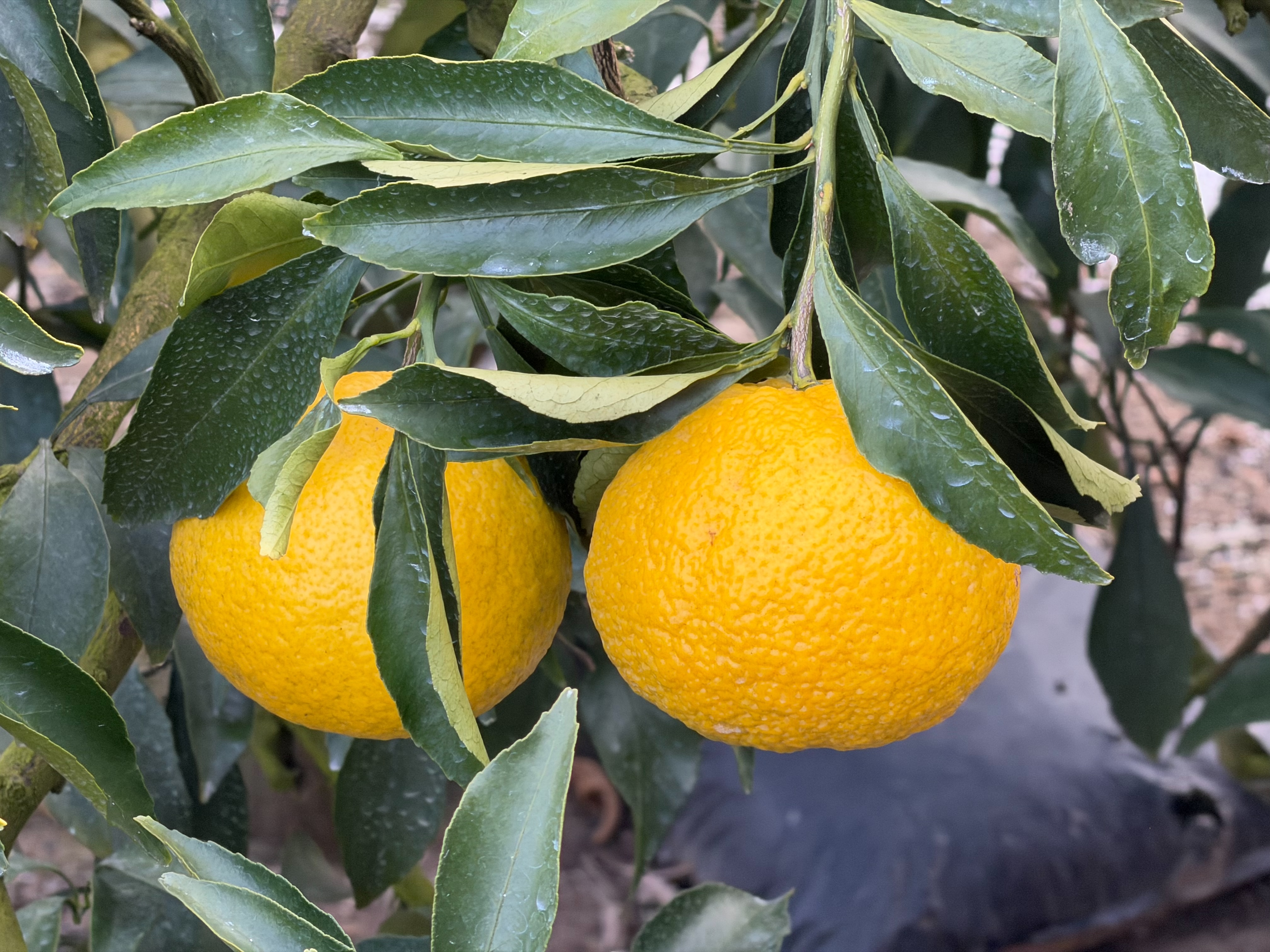 業務用柑橘の仕入れで失敗しないために    ―― 発注前に確認してほしい5つのこと