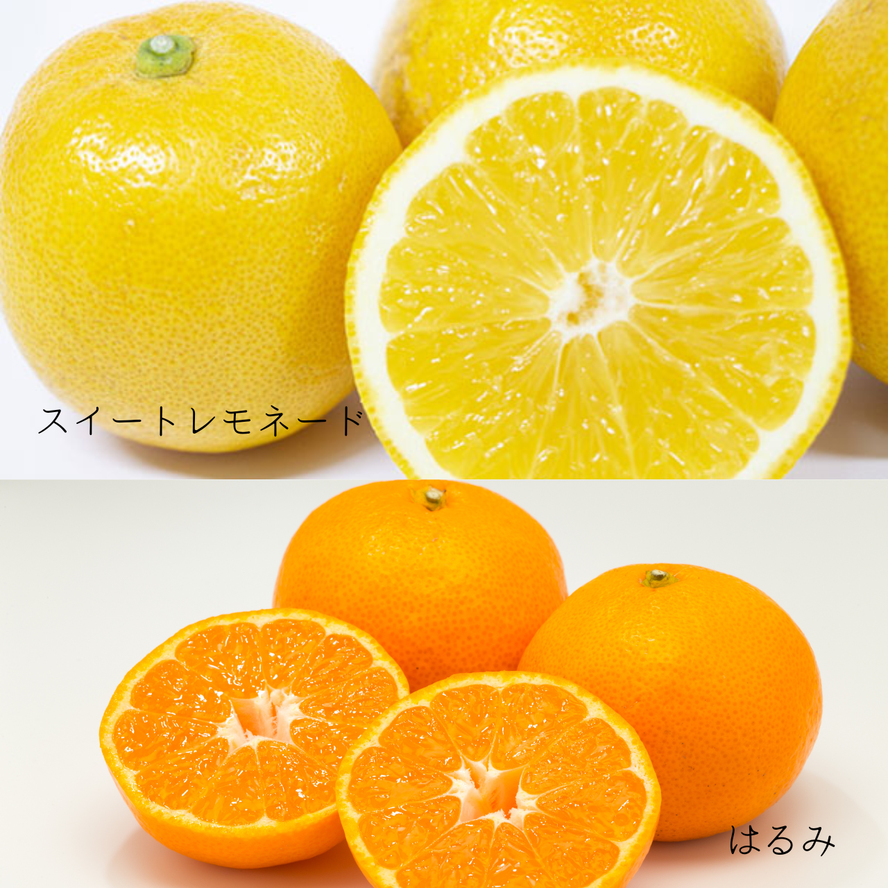 🍊 12月スタート柑橘|特徴・活用方法・仕入れポイント