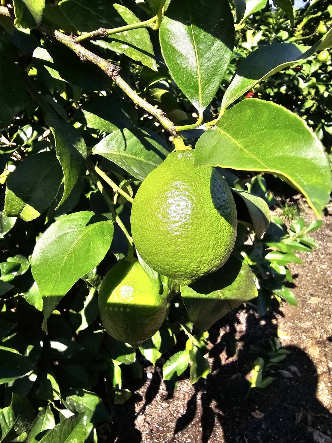 【秋限定】青い瀬戸田レモン、入荷スタート🍋✨