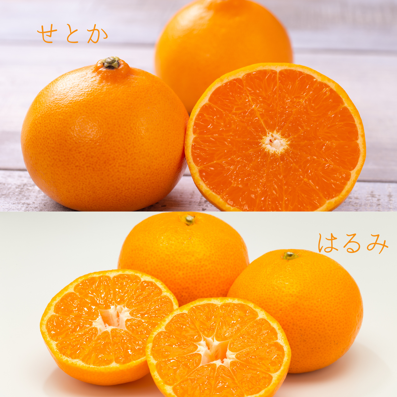 せとかとはるみの違い｜業務用での使い分けと仕入れ判断🍊