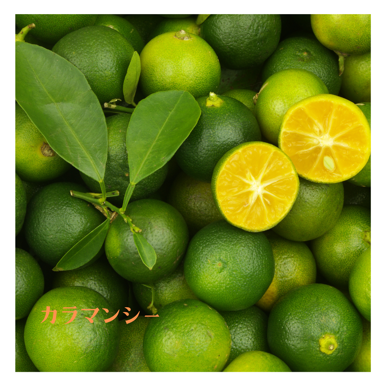 「レモンでもライムでもない“カラマンシー”とは❔味・香り・使い方、まとめます!」