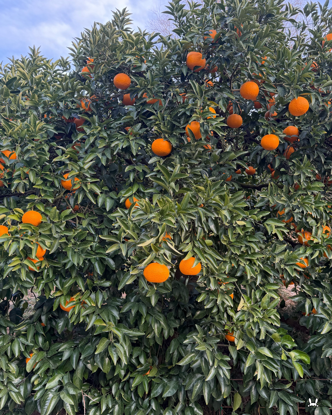 業務用でもギフトでも選ばれる理由｜いま一番おすすめしたい国産柑橘「せとか」🍊