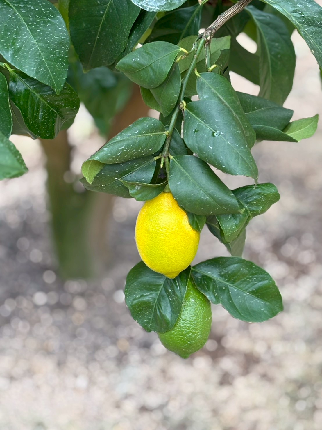 【瀬戸田レモンと瀬戸内レモンの違い】産地とブランドでわかる本当の魅力🍋
