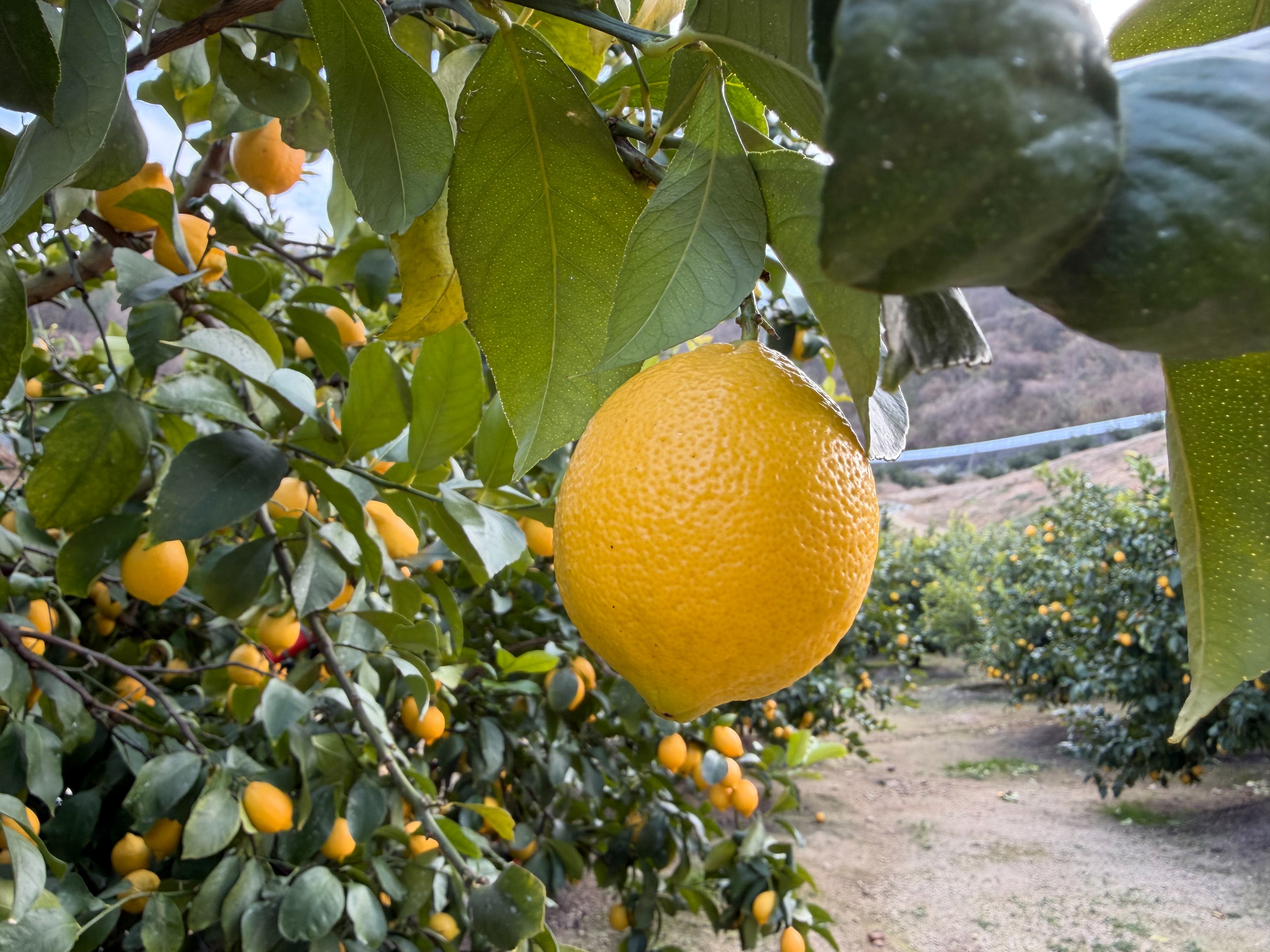 皮まで使える国産柑橘の見分け方🍋｜業務用仕入れで失敗しないチェックポイント❢