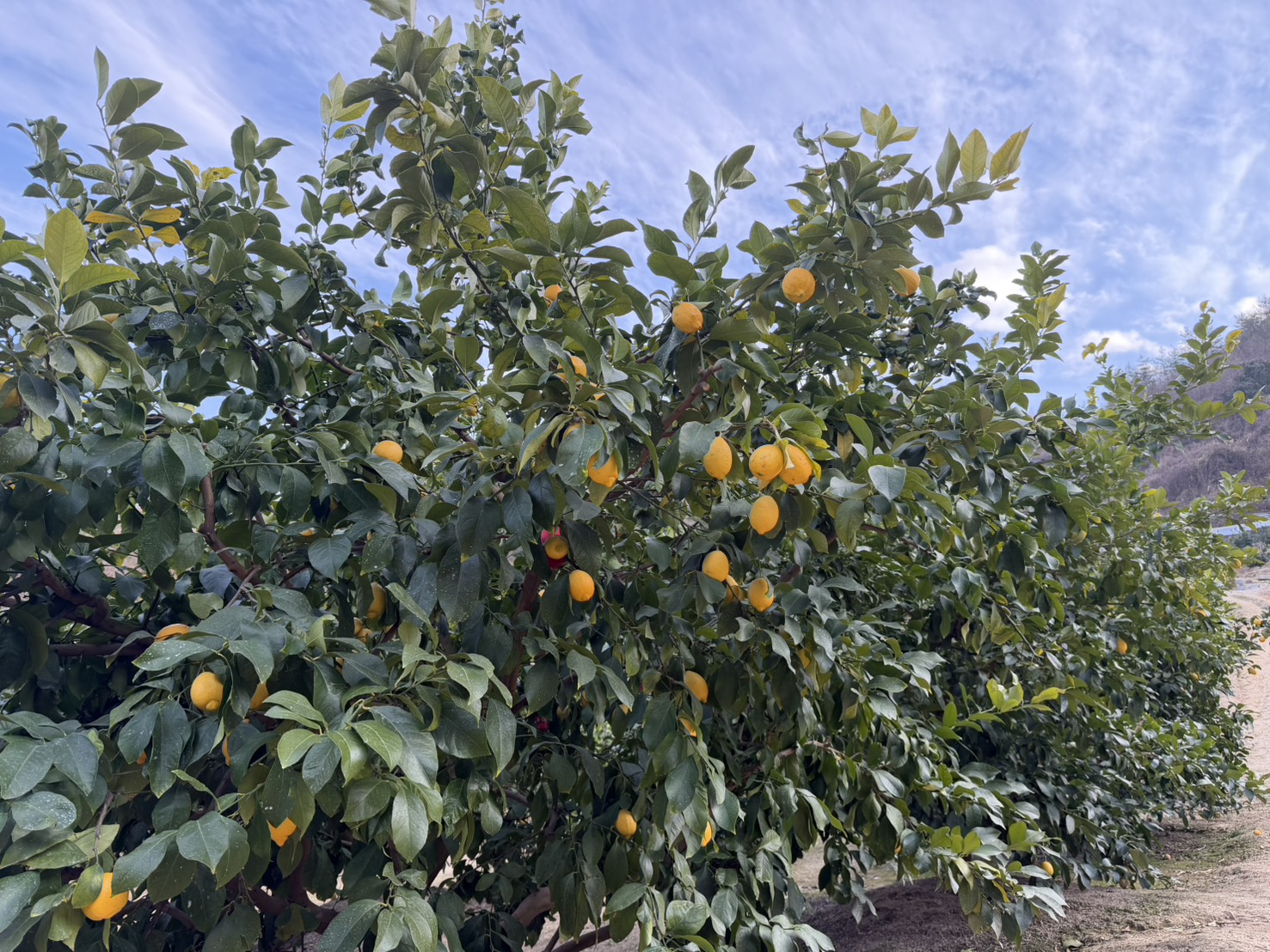 柑橘の旅③ 市場に出ない柑橘 ―― 産地でしか食べられない味