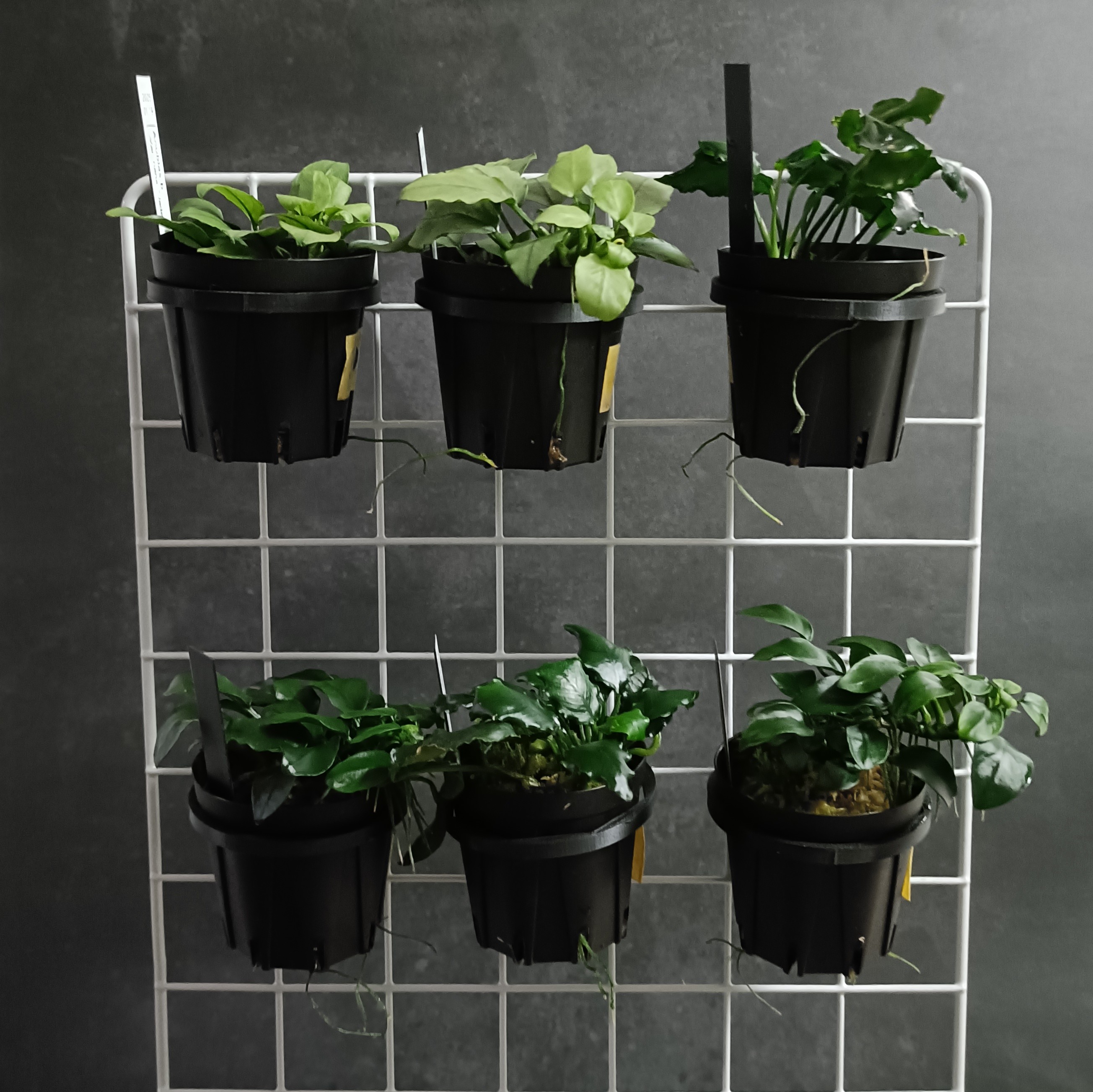 2寸かけぞう　リリース&大量発注