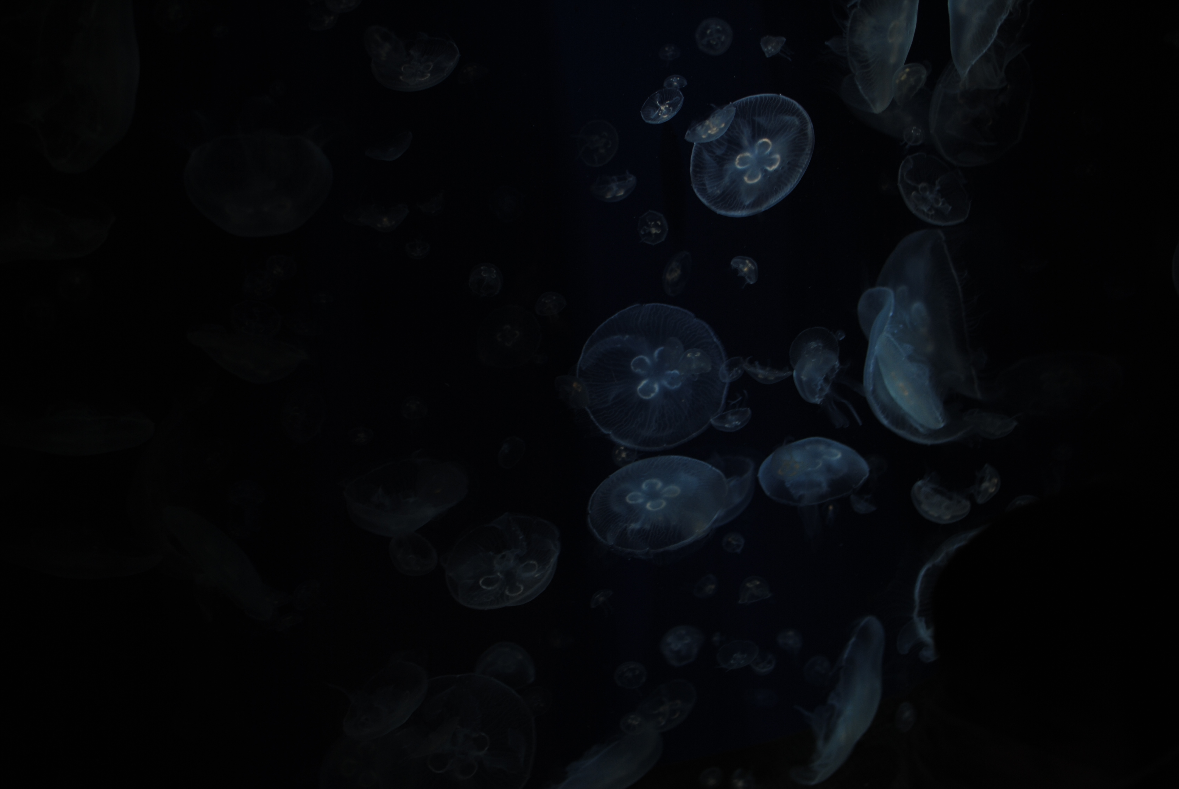 海響館