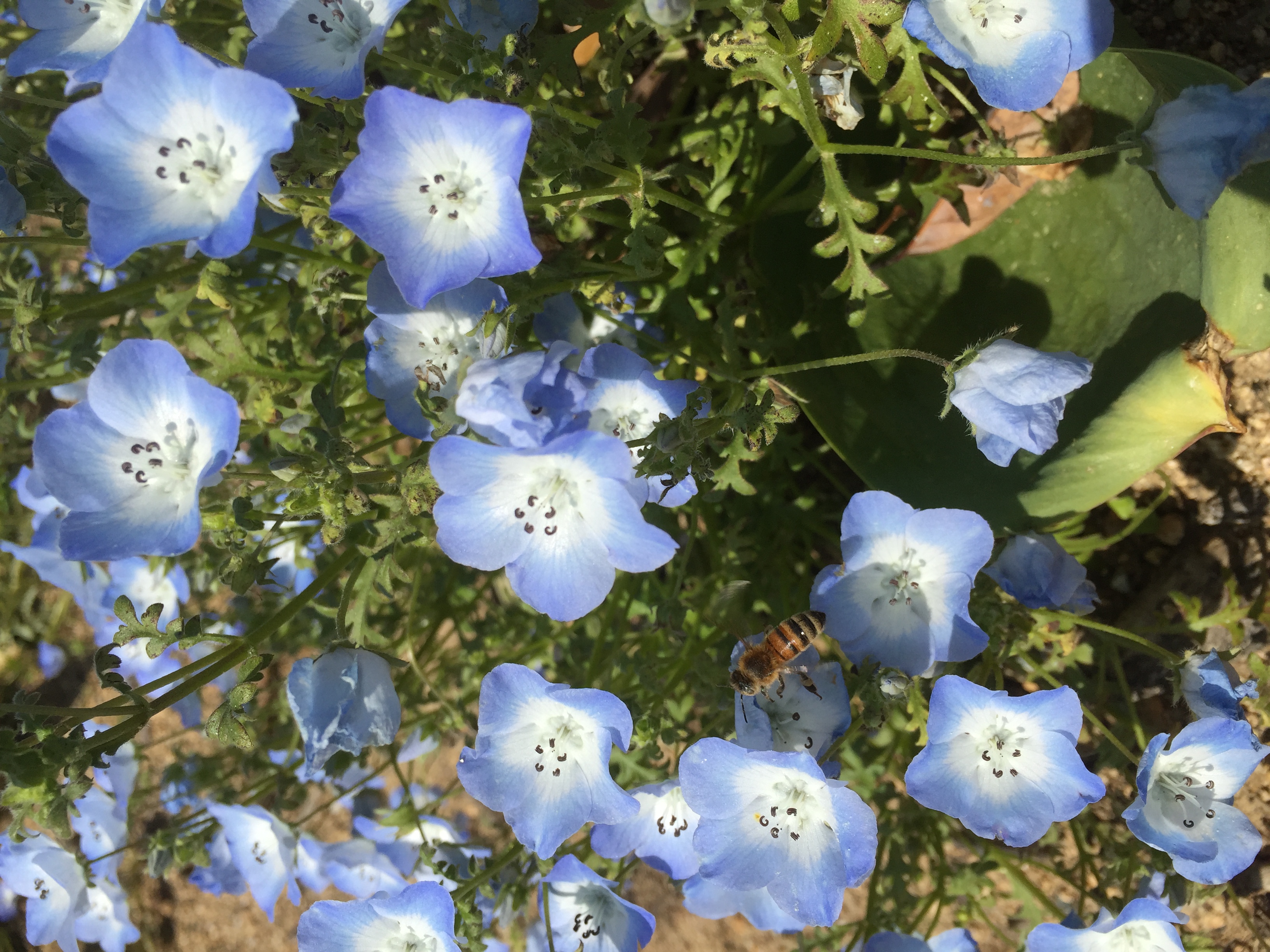 蜜蜂。