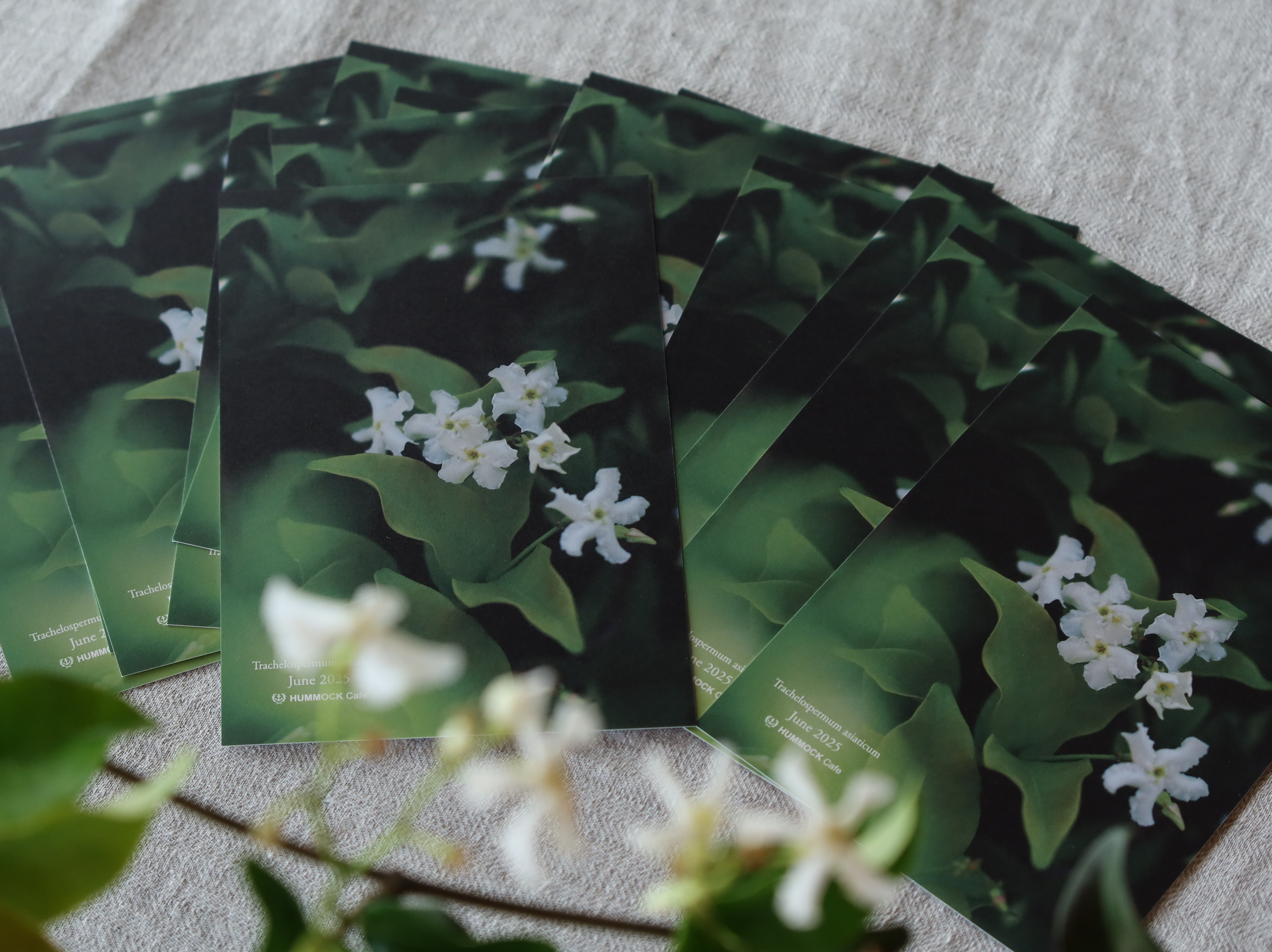Season Greetings Wildflower Postcard