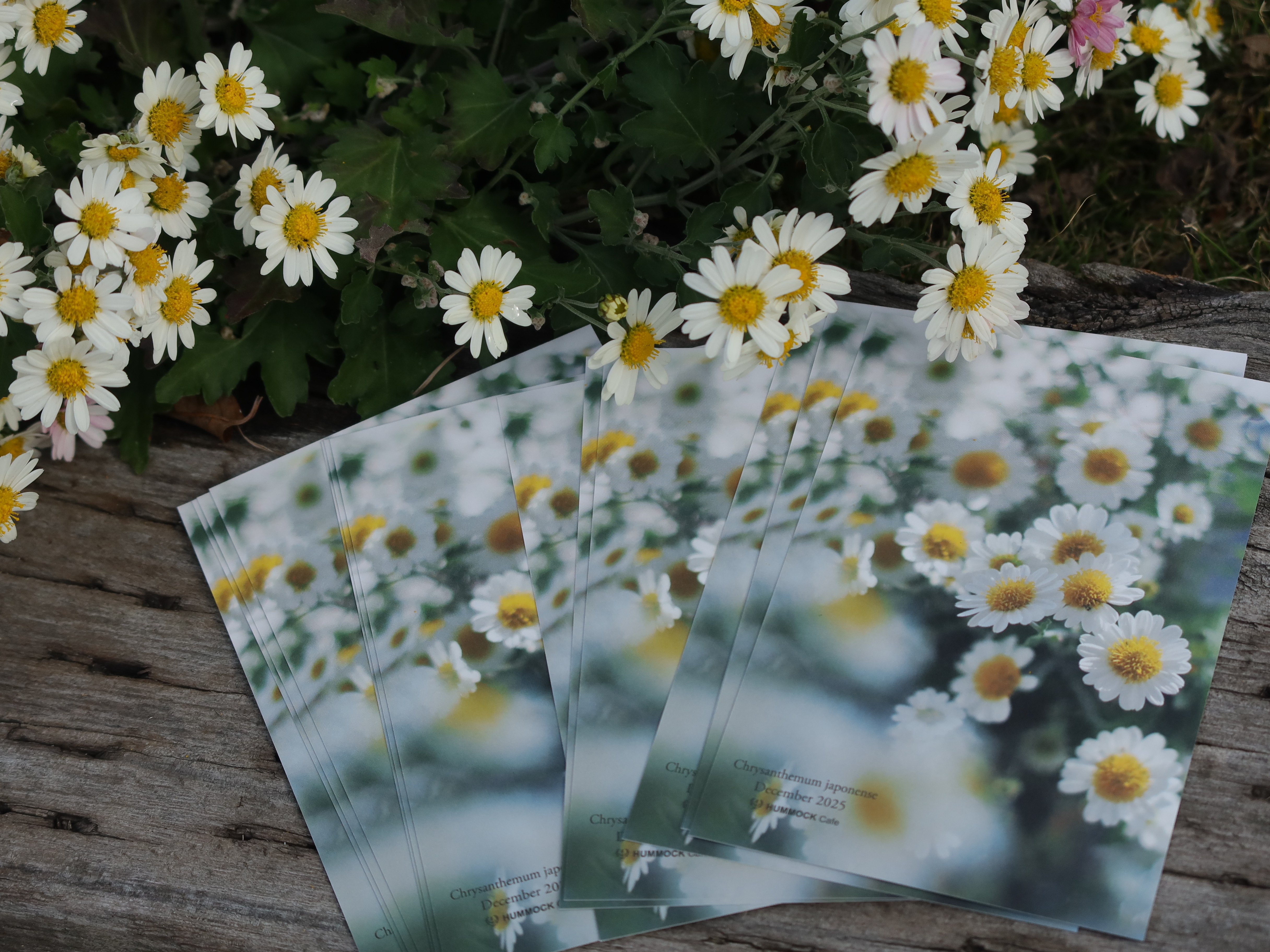 Season Greetings Wildflower Postcard