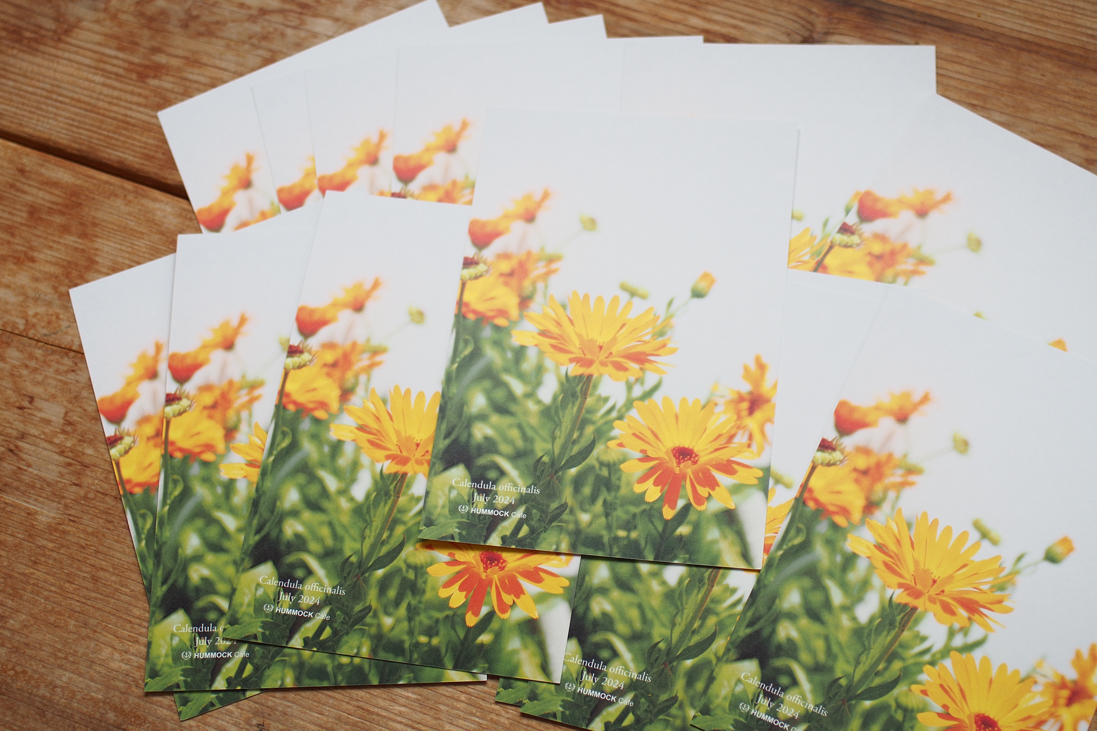 Season Greetings Wildflower Postcard
