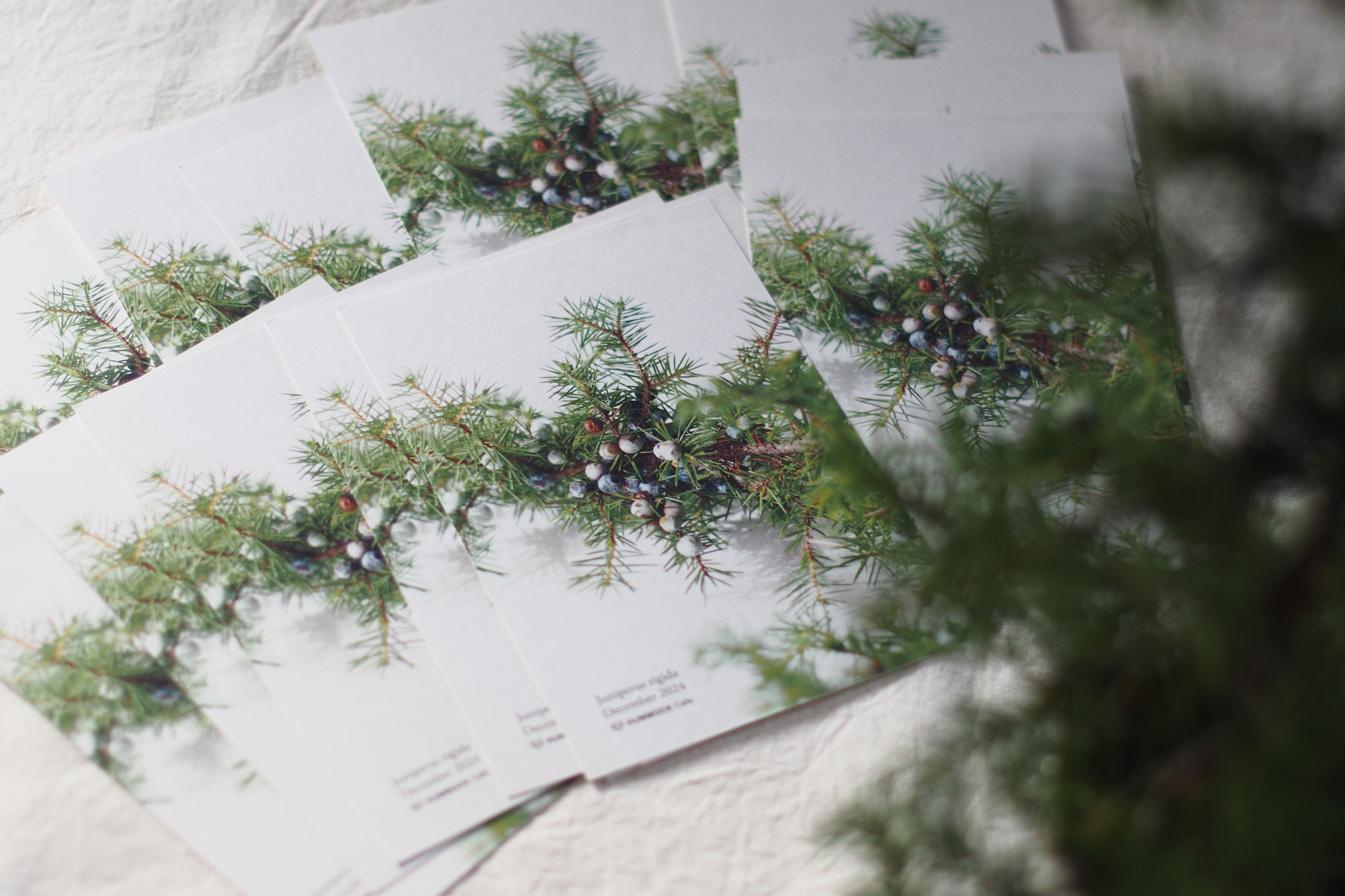 Season Greetings Wildflower Postcard
