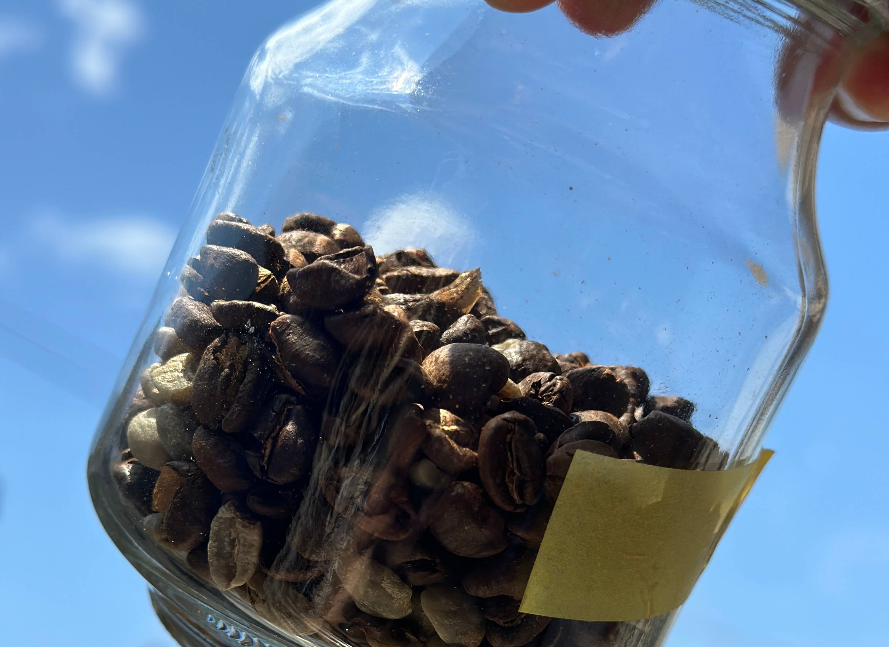 不良豆の有効活用