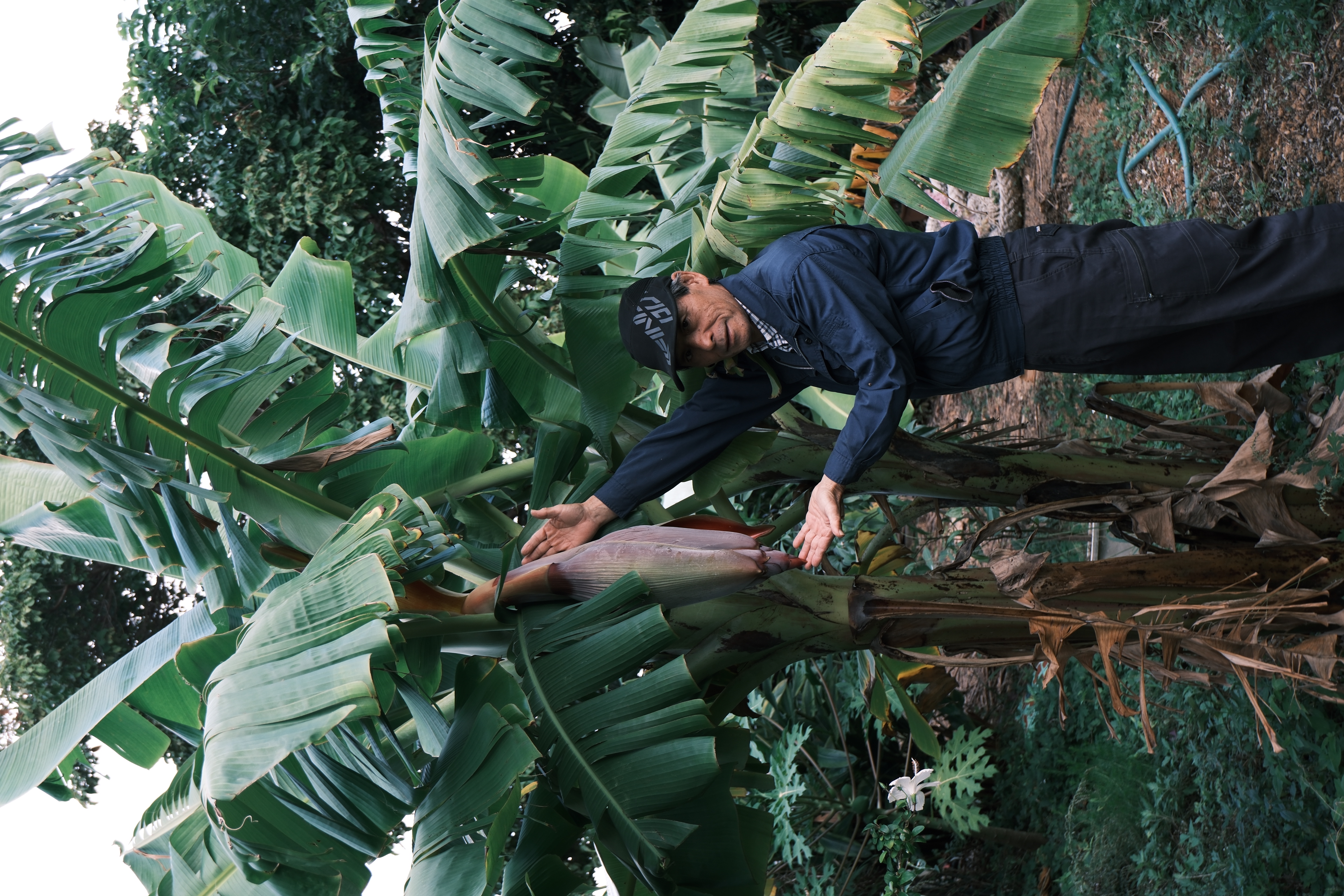 農園初のバナナの花