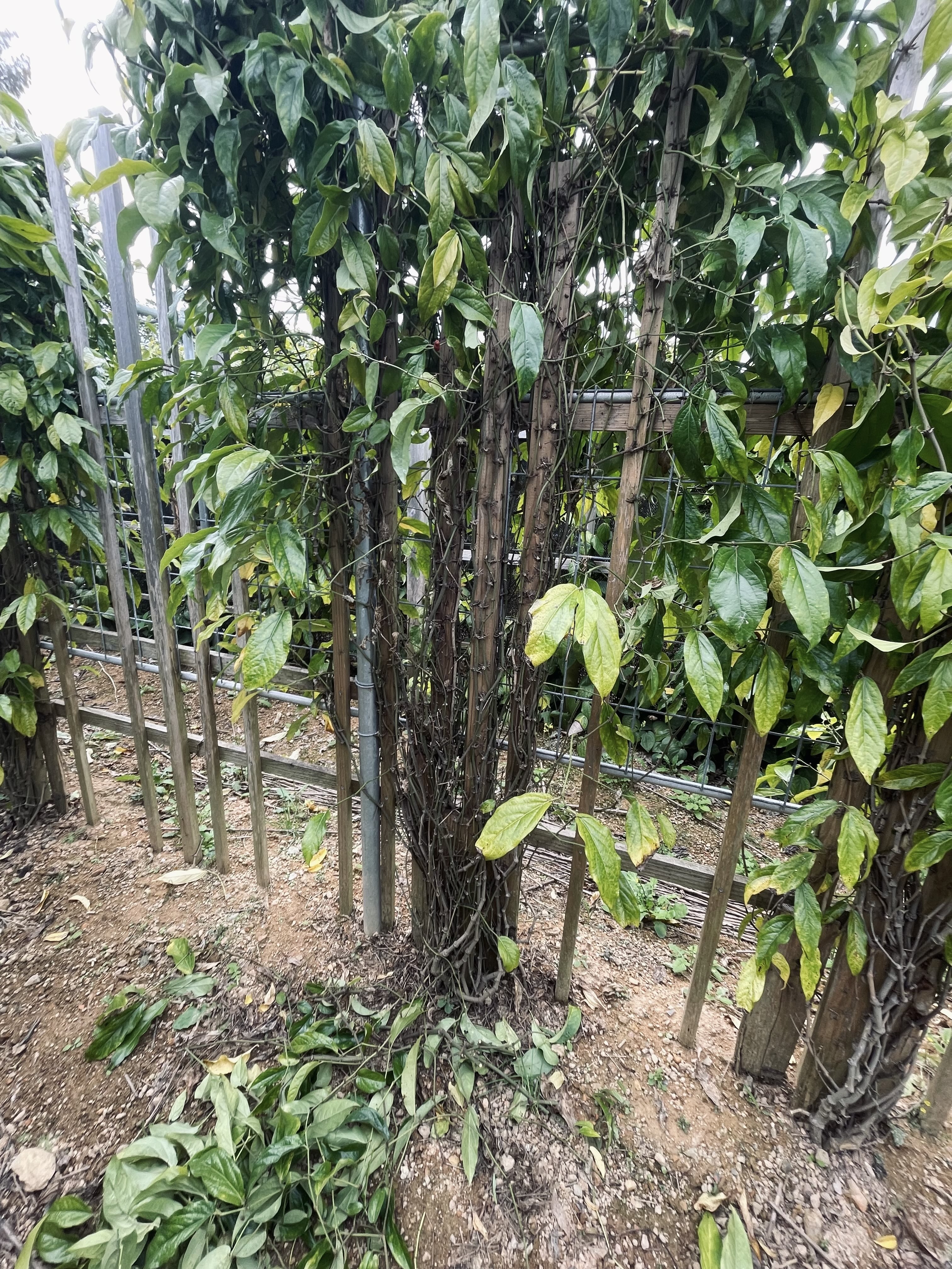 春の大散髪(剪定)