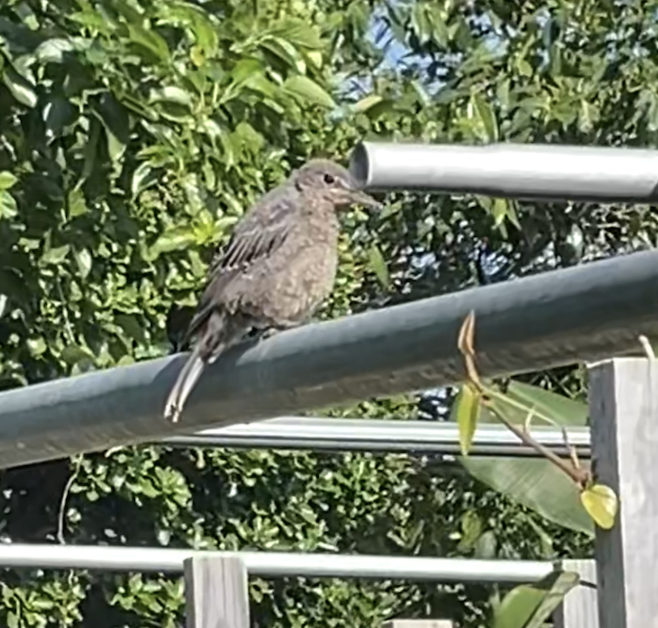 ヒハツ畑の小鳥