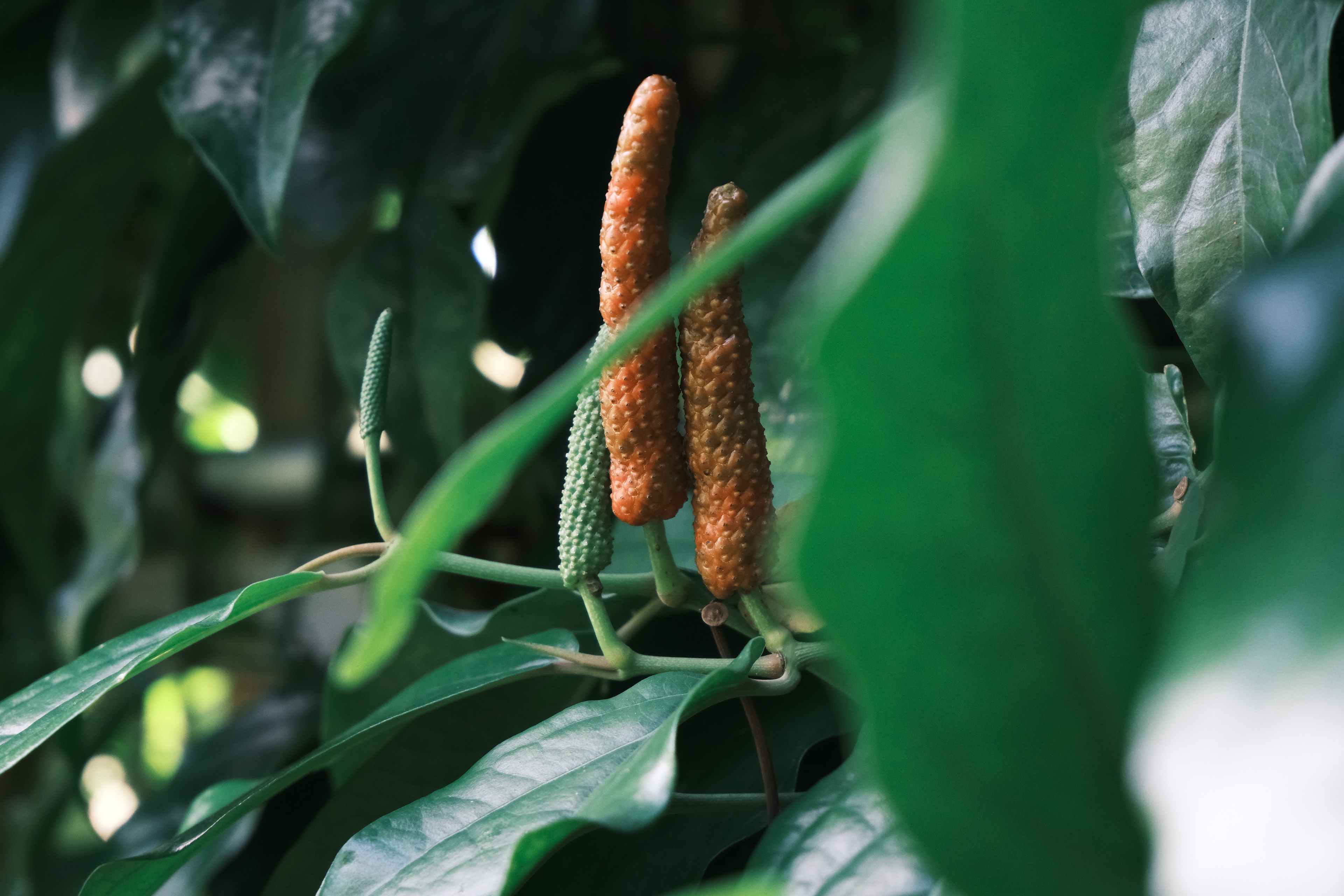 【ヒハツとは?】Q&A形式で紹介します。