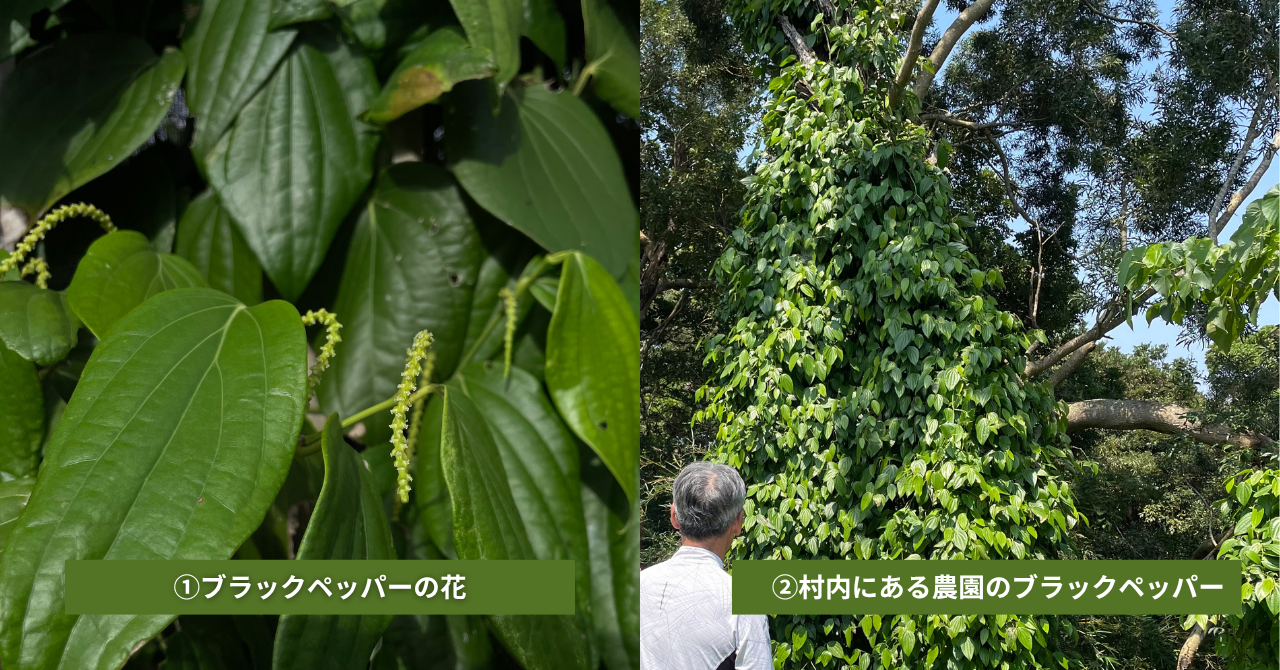 国産・黒胡椒の初収穫まであと少し!!