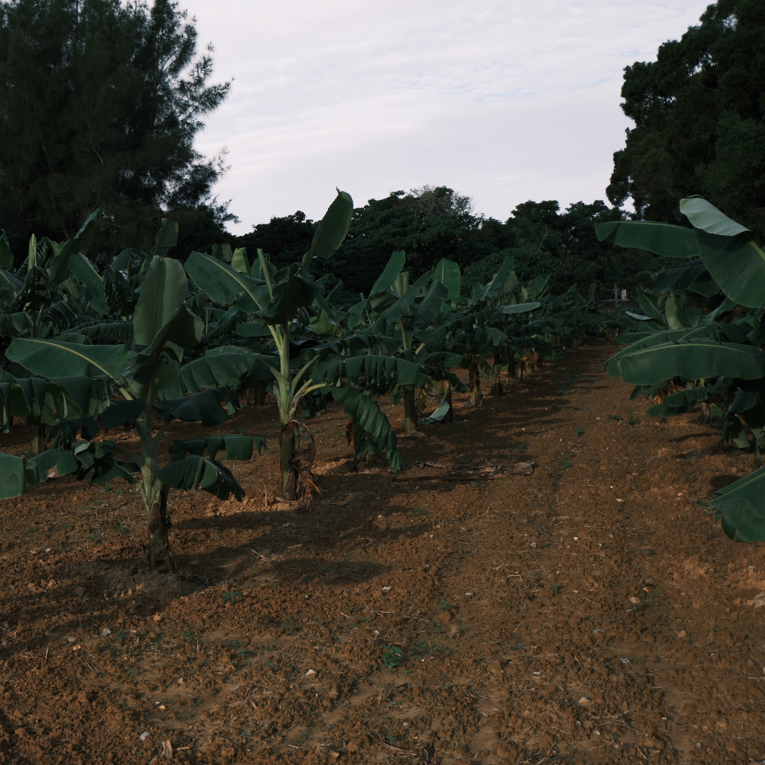 願寿農園のバナナ農園