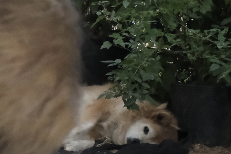 新商品準備中です