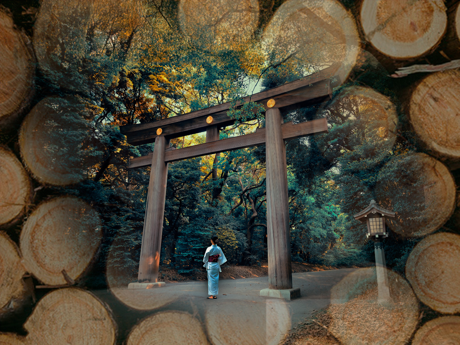 Cypress Japan Concept
