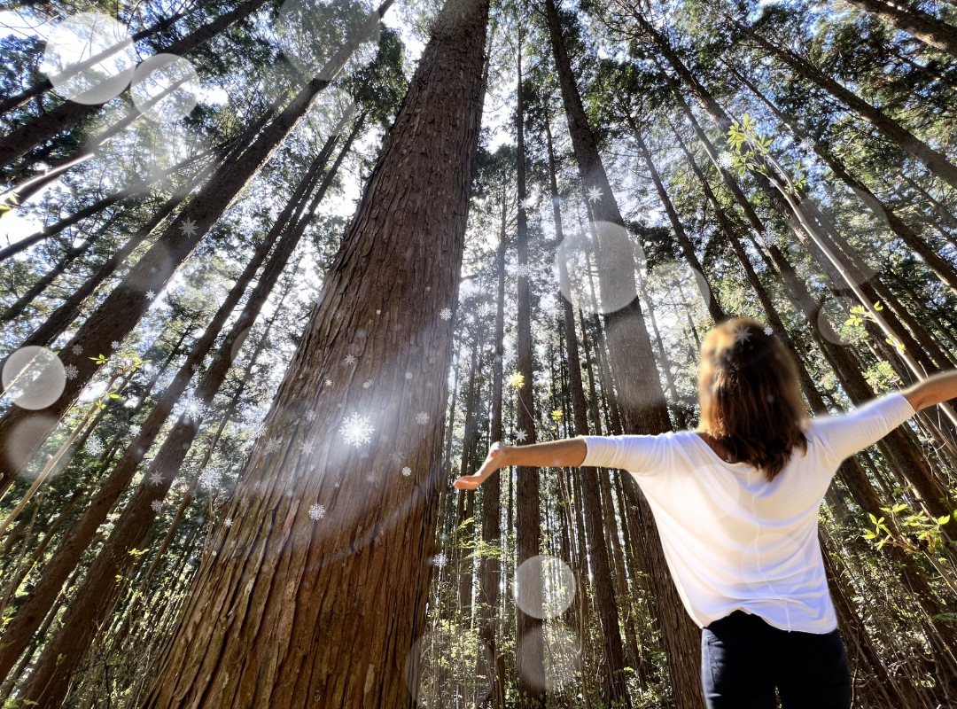 The scent and effects of HINOKI