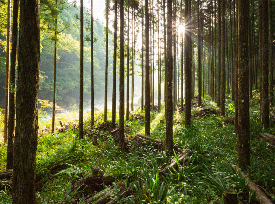 The effects of HINOKI