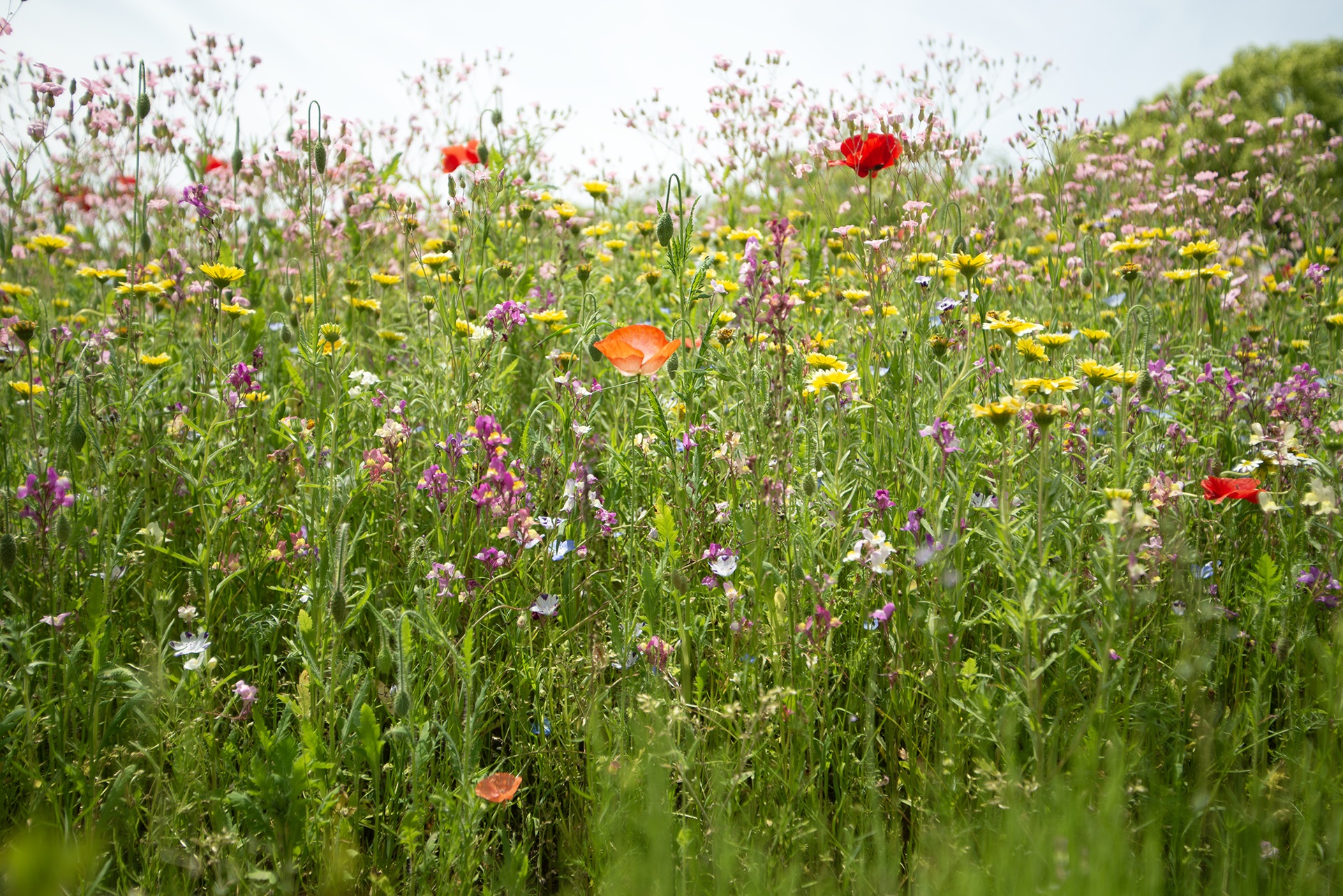ヨシダミナコ 写真展 「久留米吉日」開催