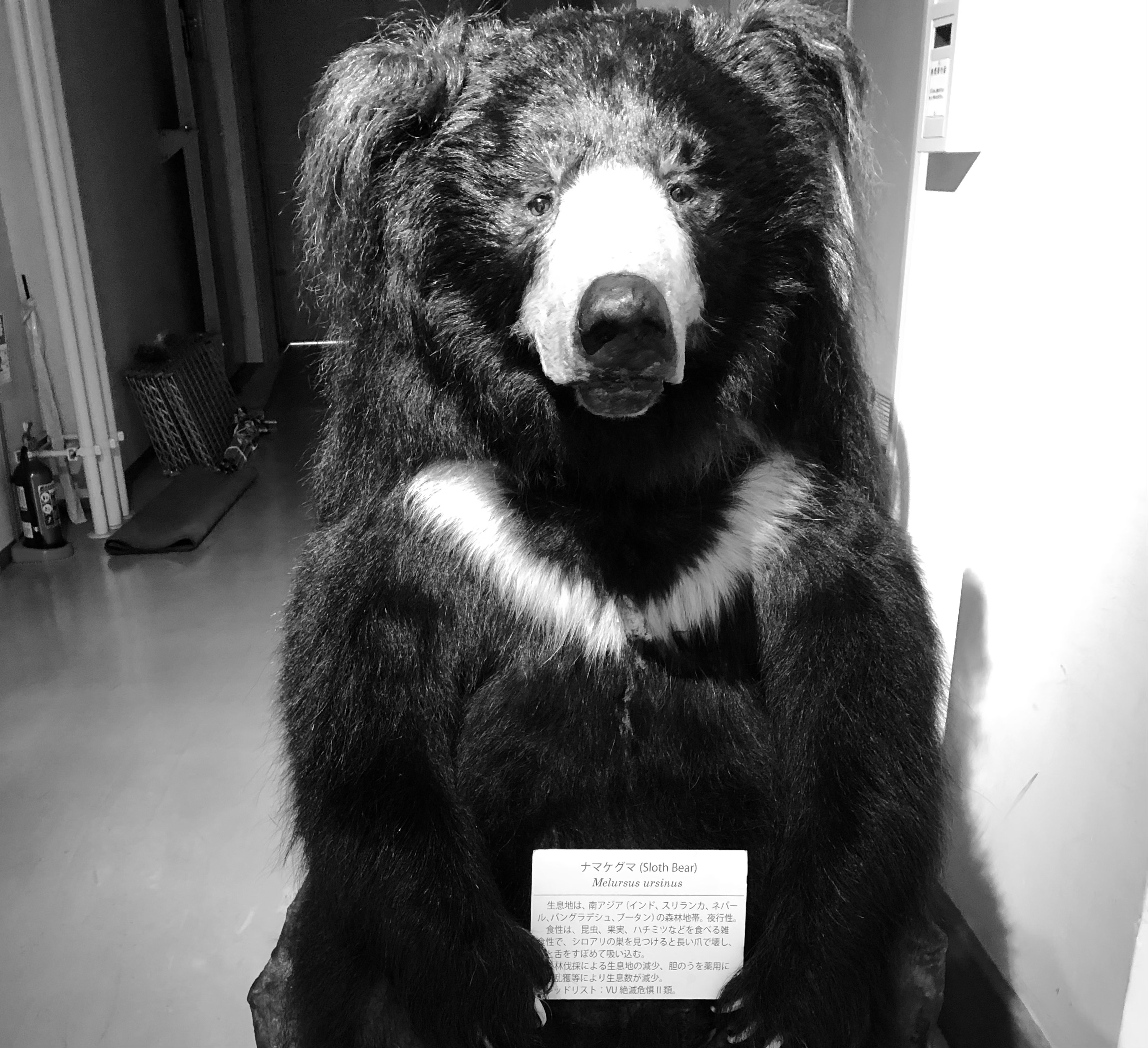 北海道とクマ