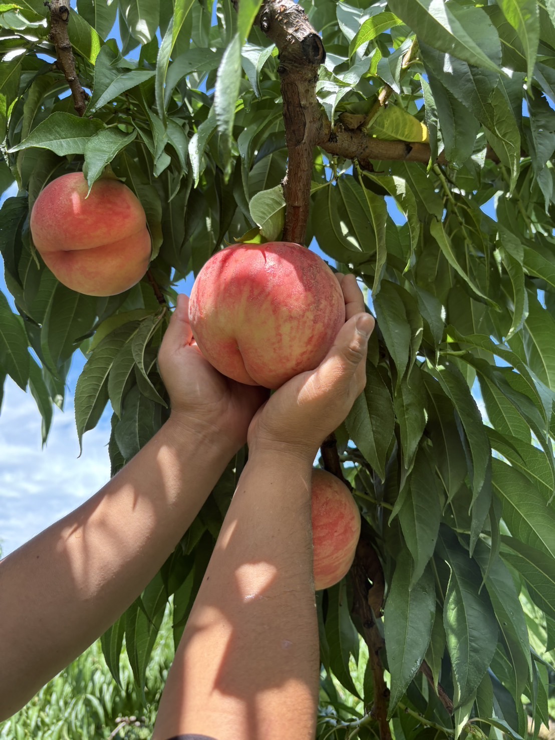 2025年度 桃の販売 完売御礼🙇